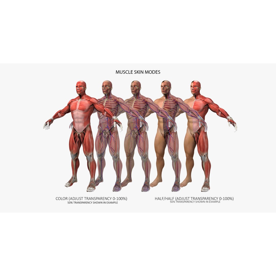 Ultimate Rigged Anatomy Combo 3D Model – Full Body Character Asset, FBX, PBR - View 7