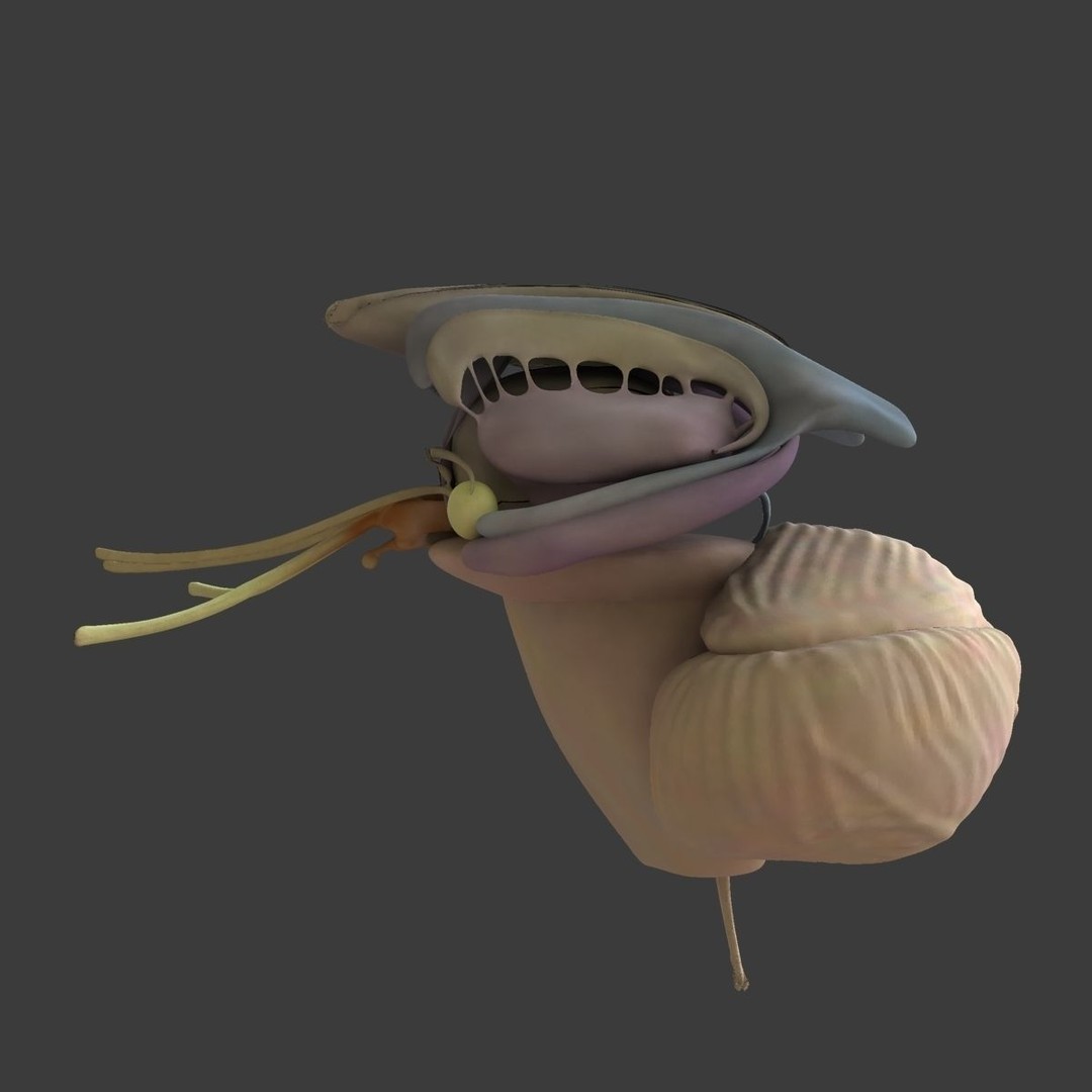 Ultimate Rigged Anatomy Combo 3D Model – Full Body Character Asset, FBX, PBR - View 72