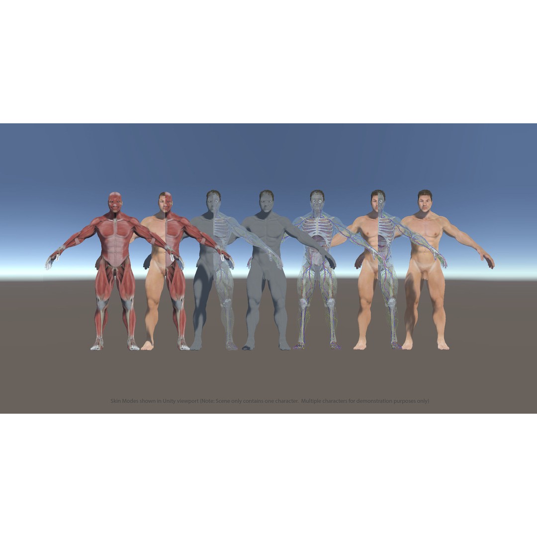 Ultimate Rigged Anatomy Combo 3D Model – Full Body Character Asset, FBX, PBR - View 8