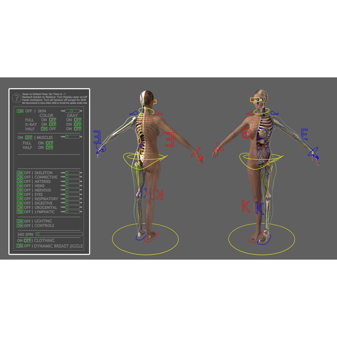 Ultimate Rigged Anatomy Combo 3D Model – Full Body Character Asset, FBX, PBR - View 9