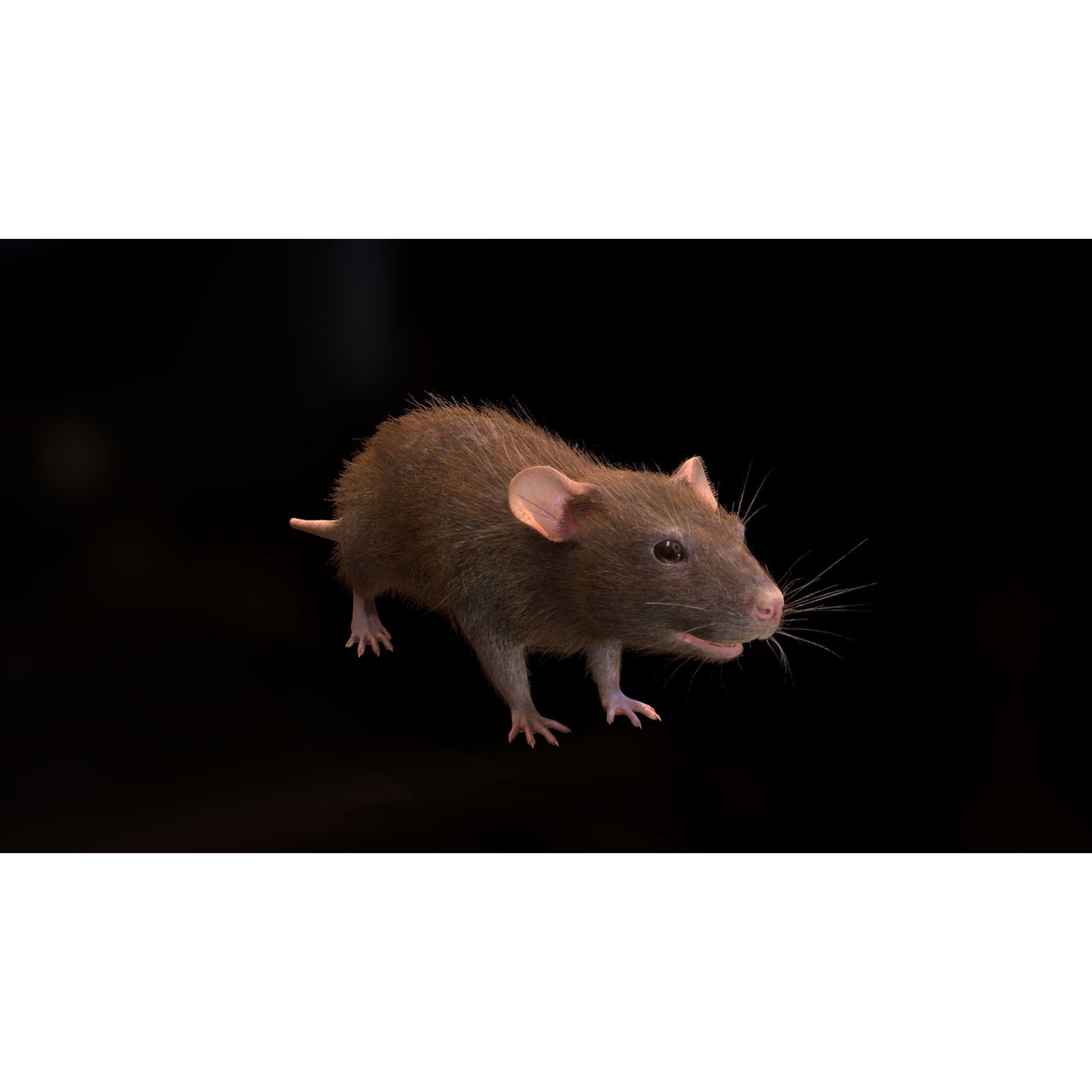 Mouse Rat - Low-Poly Game-Ready 3D Model - View 13