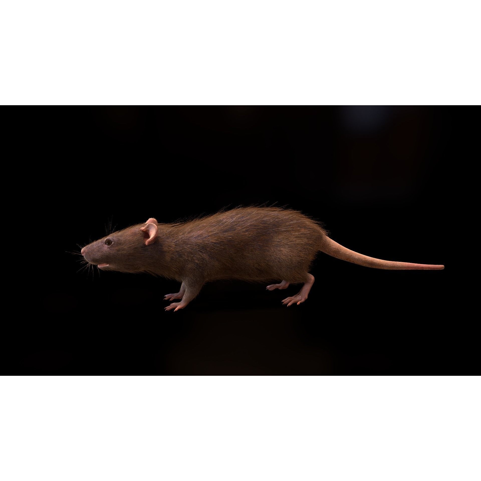 Mouse Rat - Low-Poly Game-Ready 3D Model - View 15