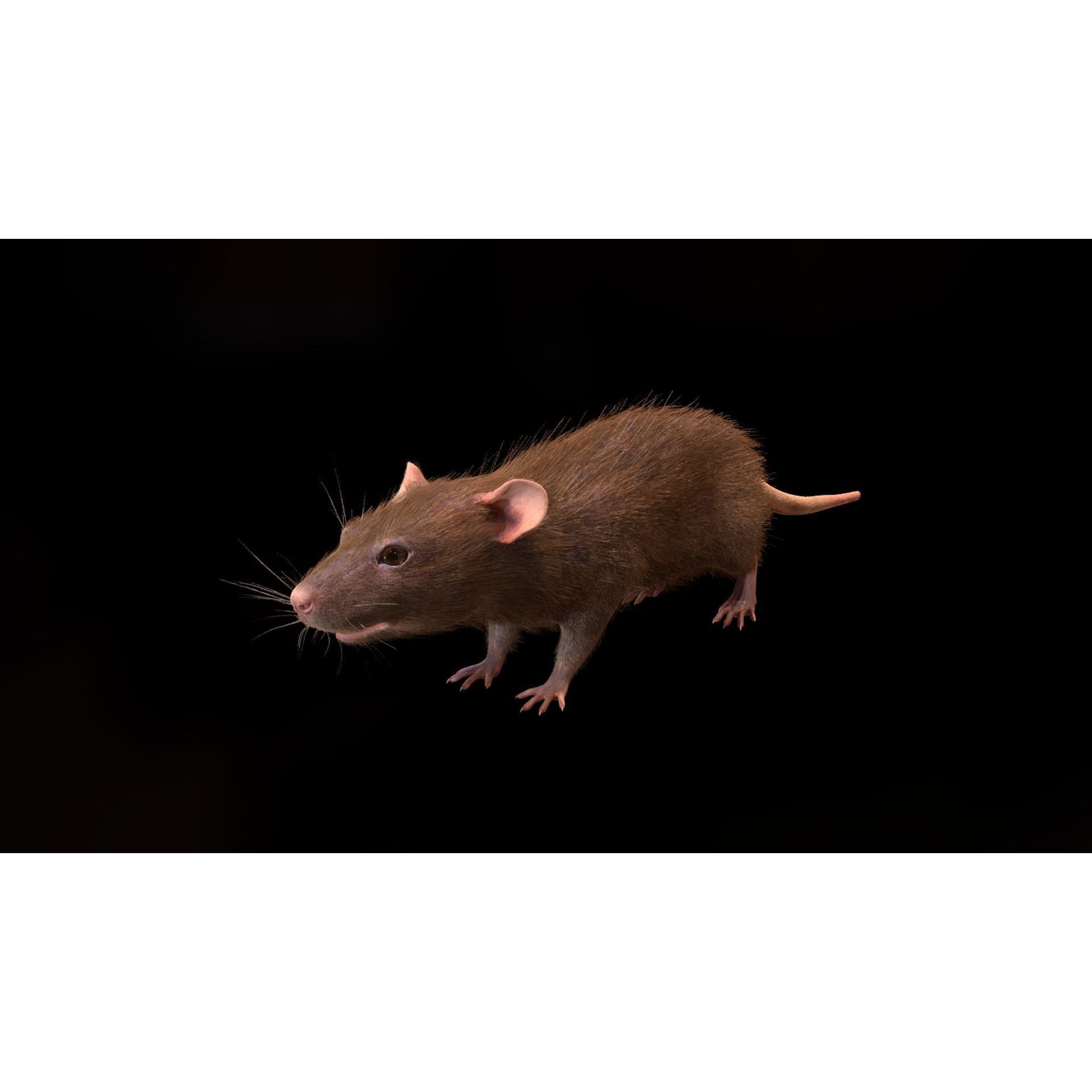 Mouse Rat - Low-Poly Game-Ready 3D Model - View 16