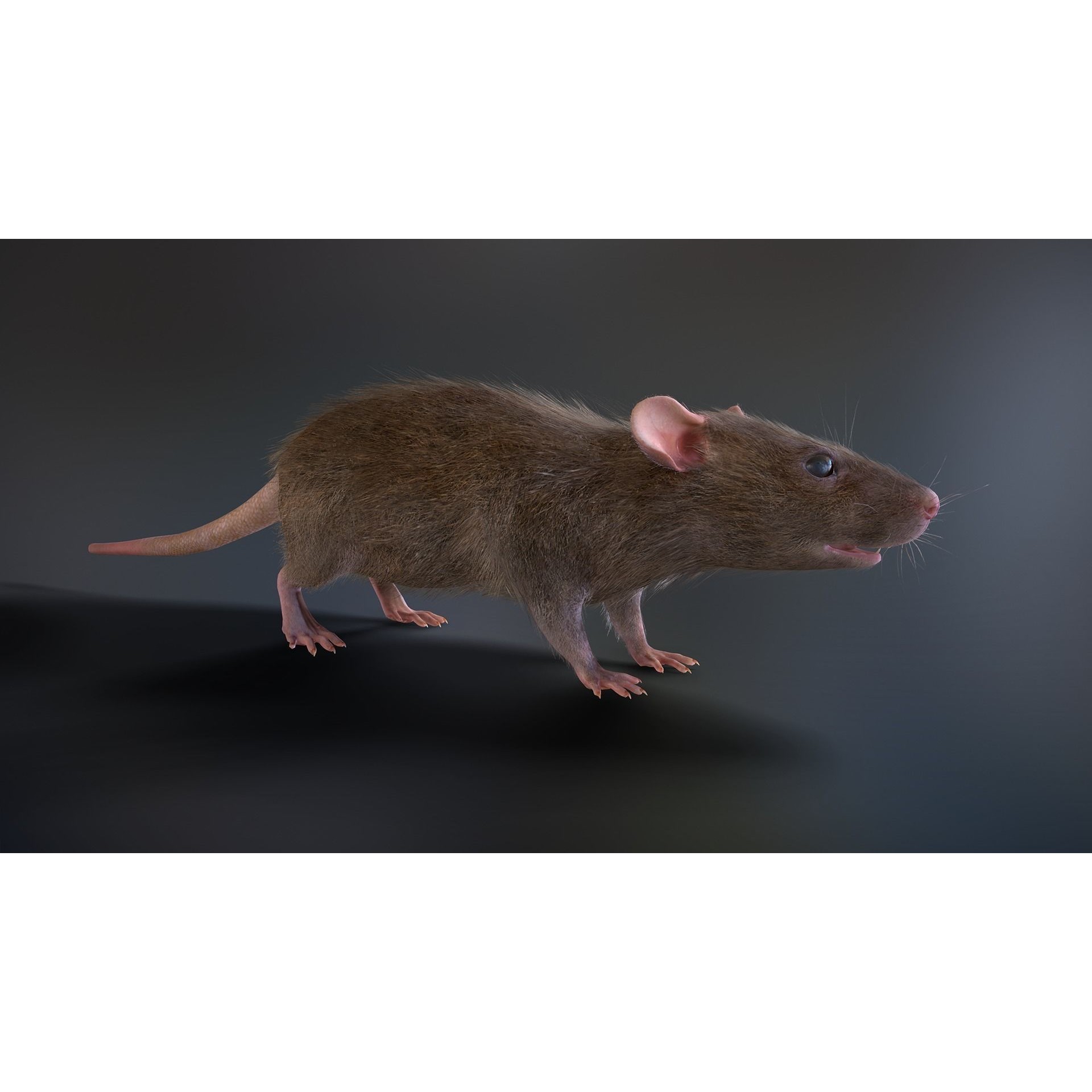 Mouse Rat - Low-Poly Game-Ready 3D Model - View 6