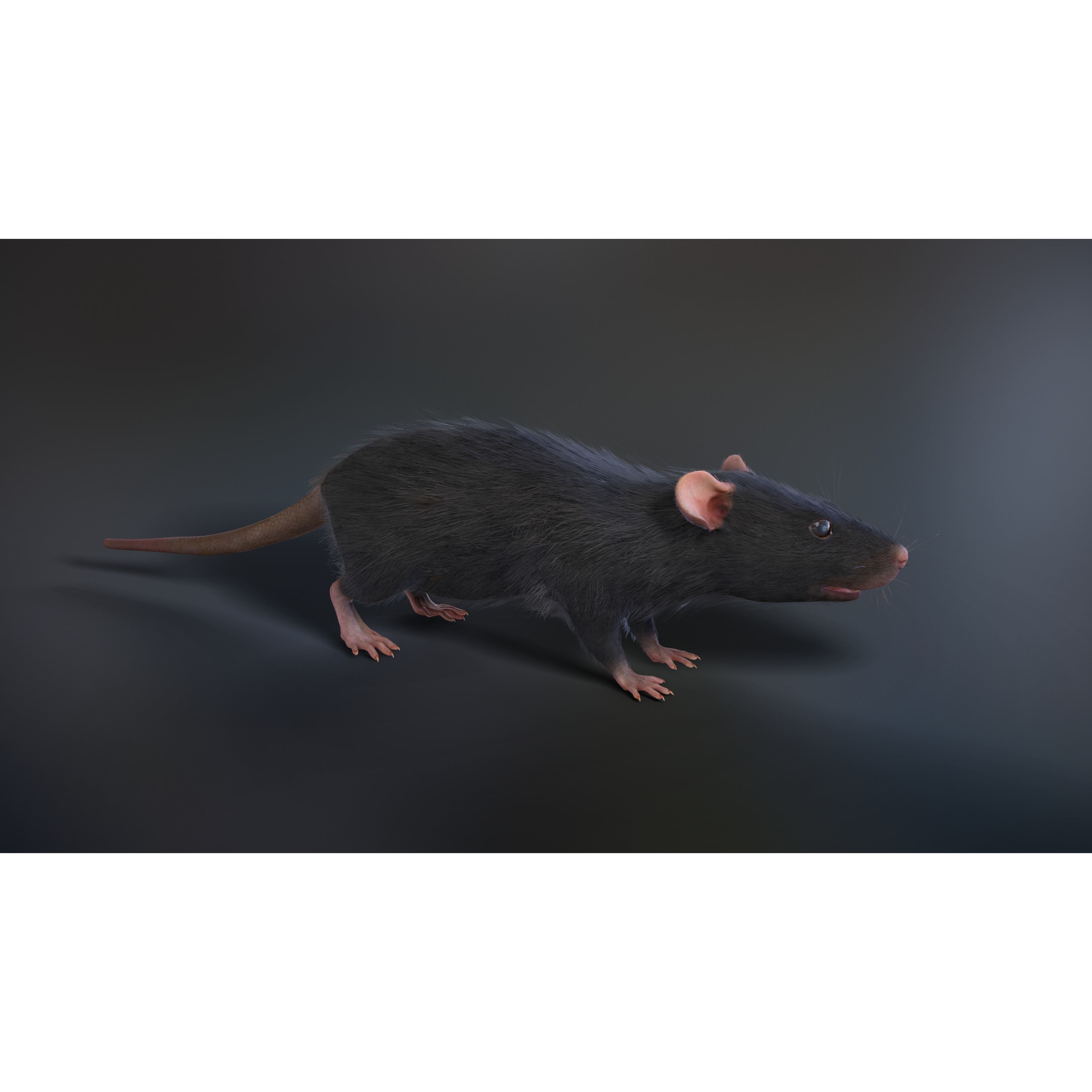 Mouse Rat - Low-Poly Game-Ready 3D Model - View 7
