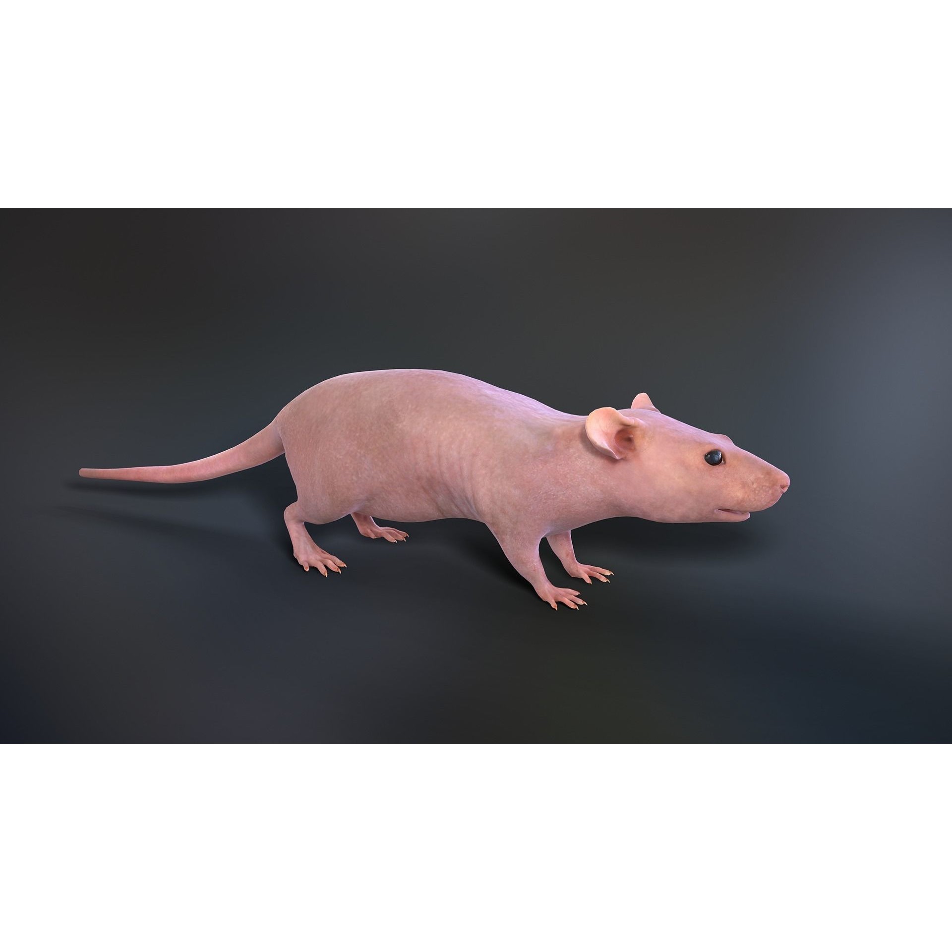 Mouse Rat - Low-Poly Game-Ready 3D Model - View 8