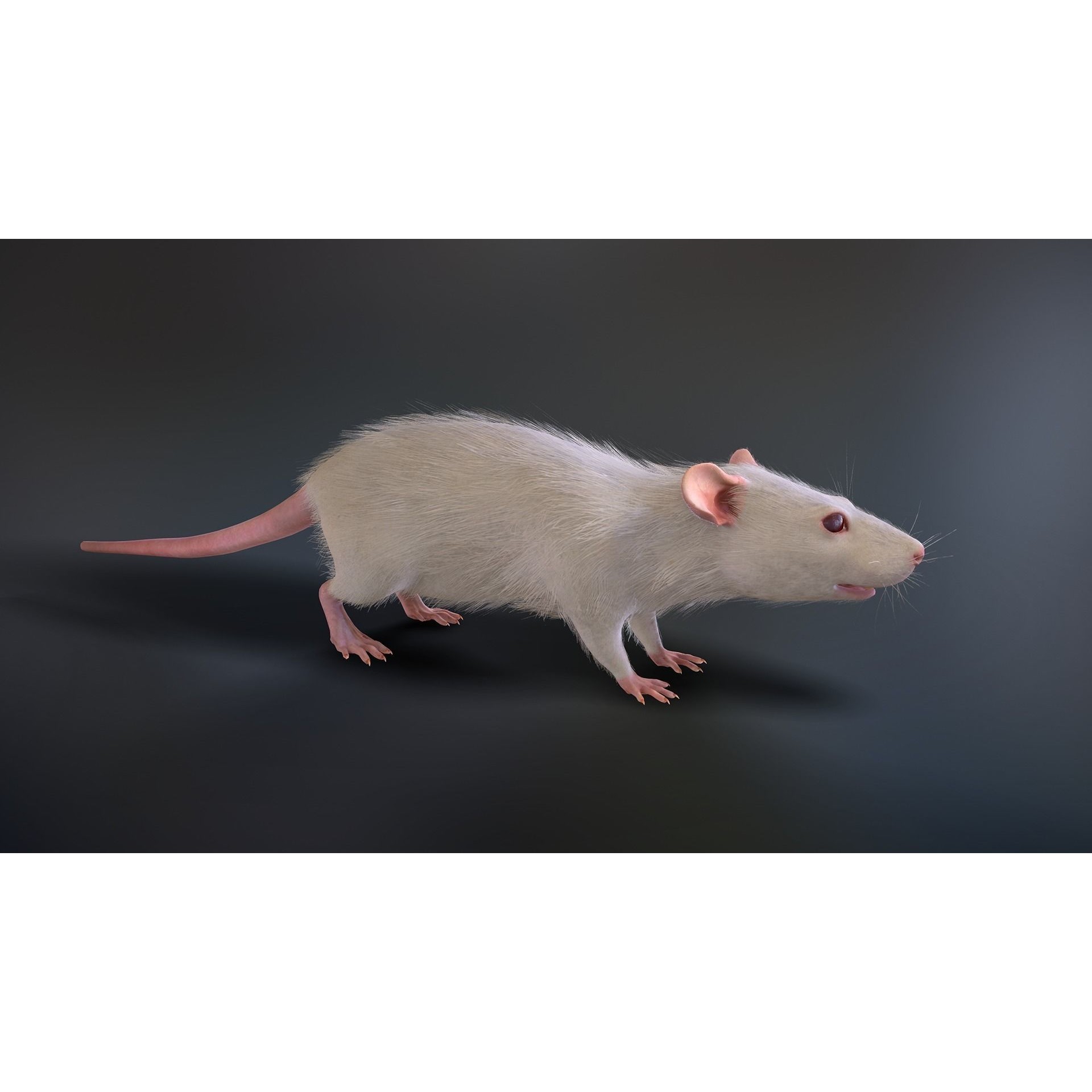 Mouse Rat - Low-Poly Game-Ready 3D Model - View 9