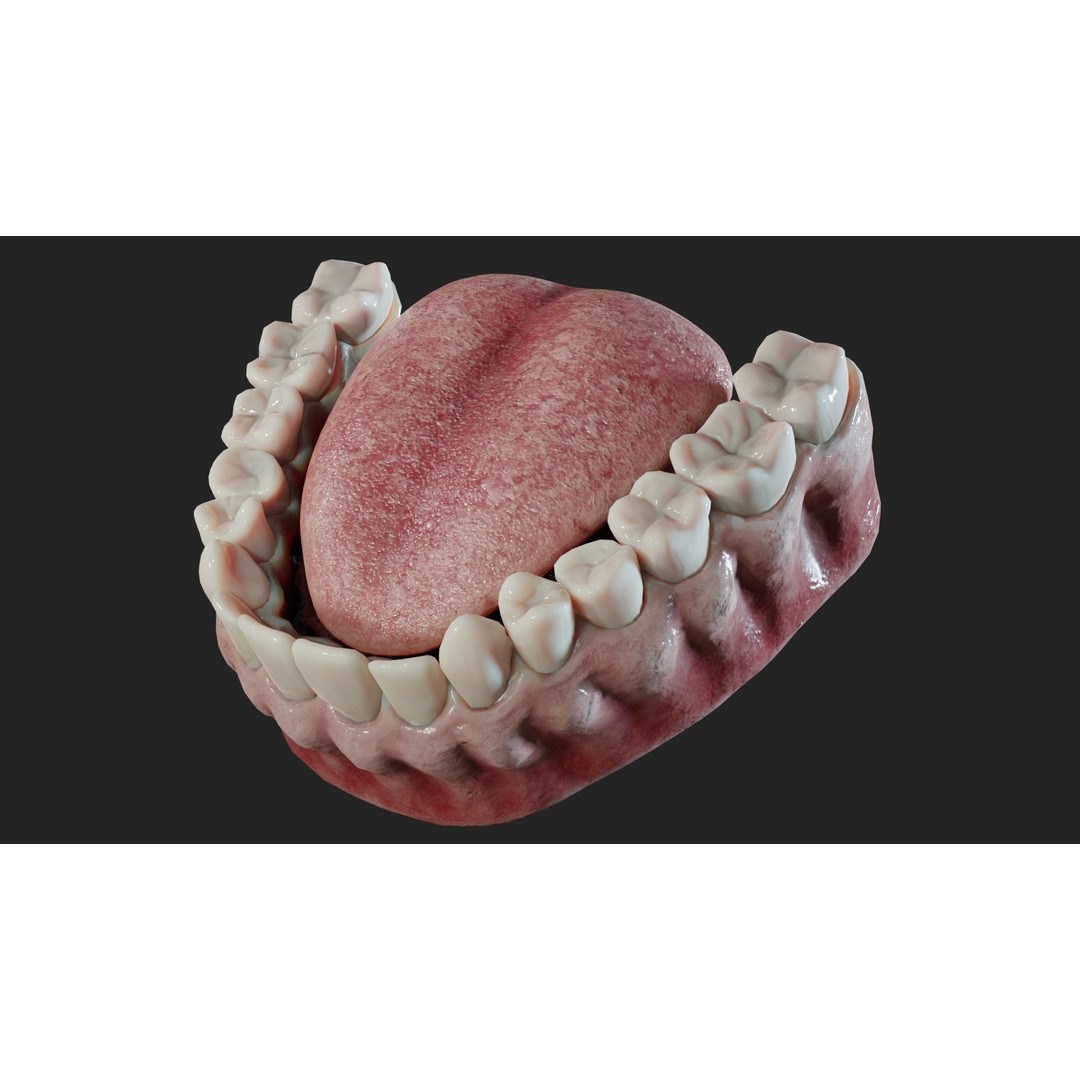 Realistic Mouth Jaw and Teeth 3D Model – Low Poly Game-Ready Asset, FBX - View 10