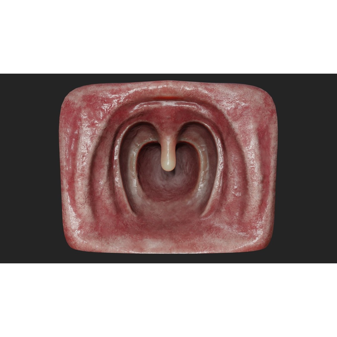 Realistic Mouth Jaw and Teeth 3D Model – Low Poly Game-Ready Asset, FBX - View 11