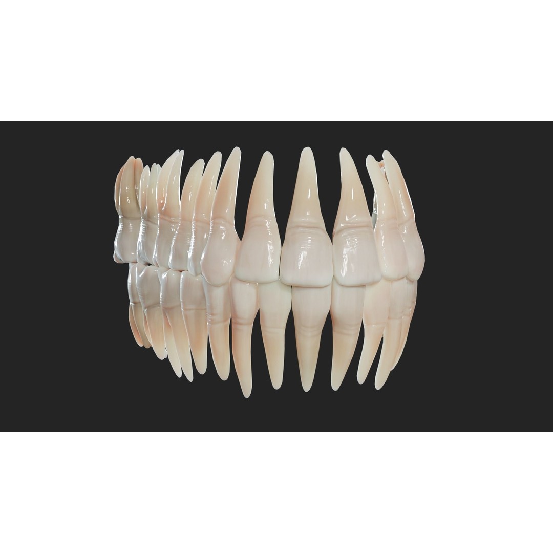 Realistic Mouth Jaw and Teeth 3D Model – Low Poly Game-Ready Asset, FBX - View 12