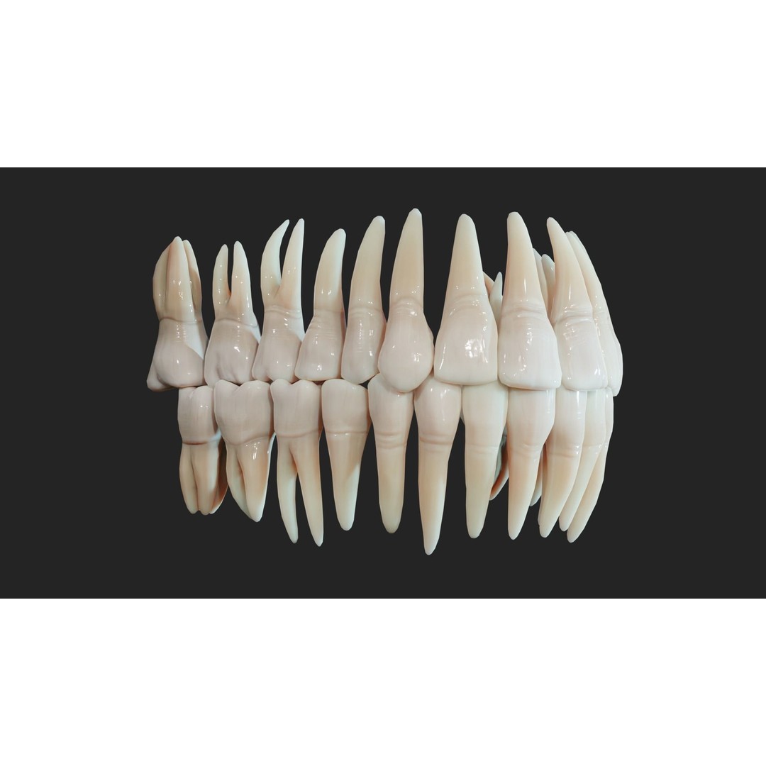 Realistic Mouth Jaw and Teeth 3D Model – Low Poly Game-Ready Asset, FBX - View 13