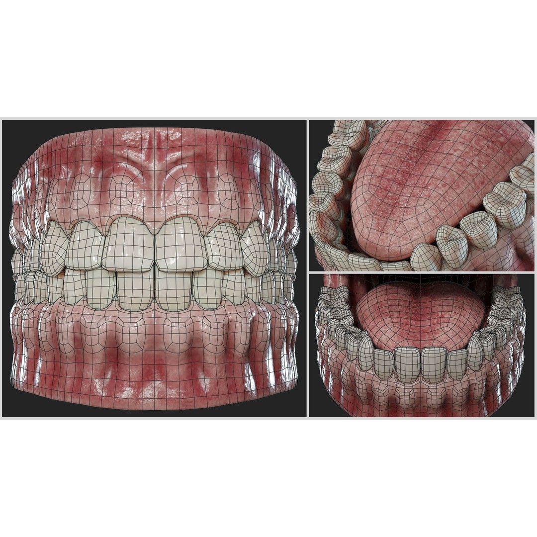 Realistic Mouth Jaw and Teeth 3D Model – Low Poly Game-Ready Asset, FBX - View 14
