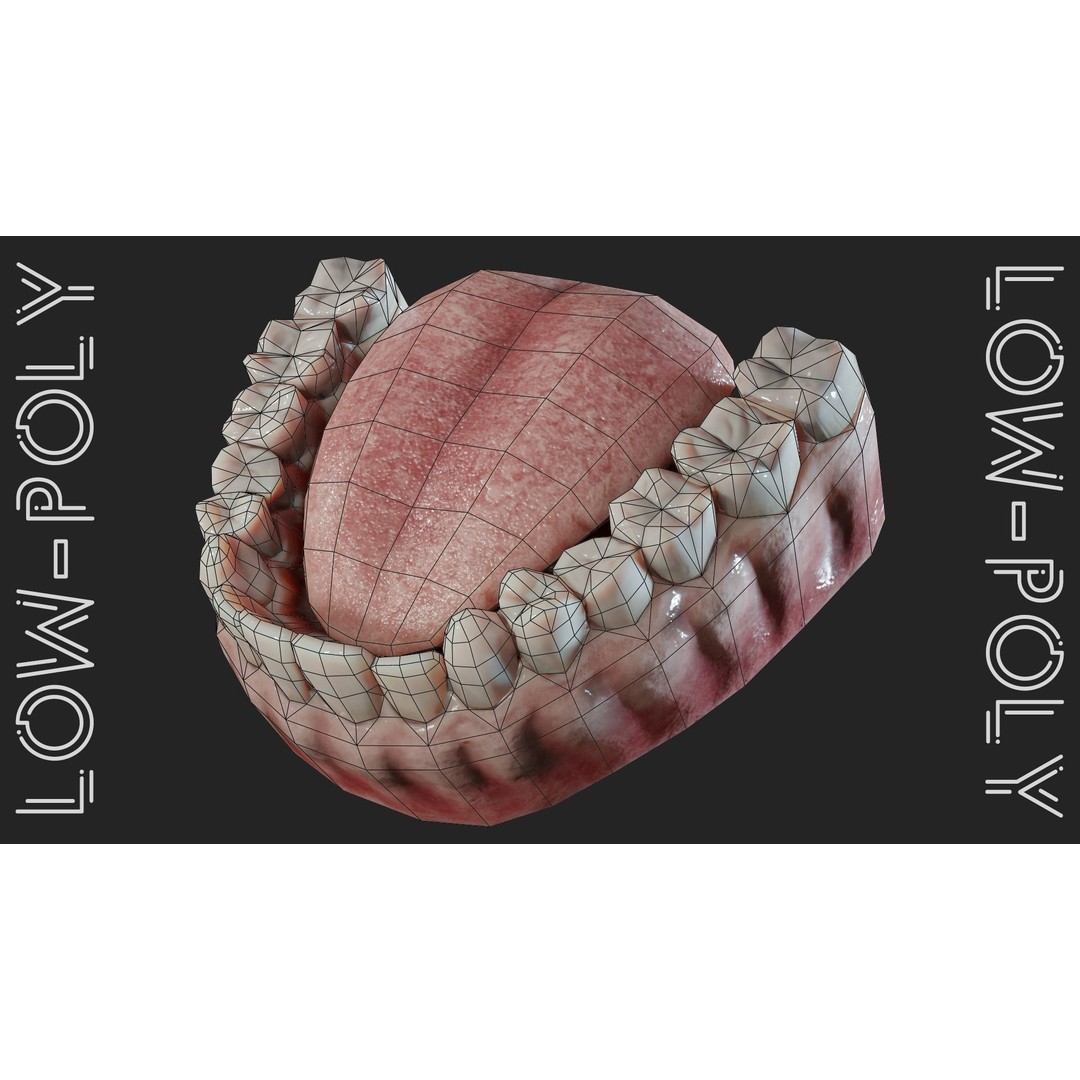 Realistic Mouth Jaw and Teeth 3D Model – Low Poly Game-Ready Asset, FBX - View 20