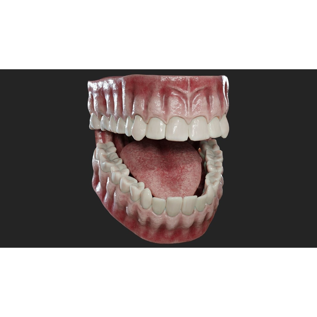 Realistic Mouth Jaw and Teeth 3D Model – Low Poly Game-Ready Asset, FBX - View 3
