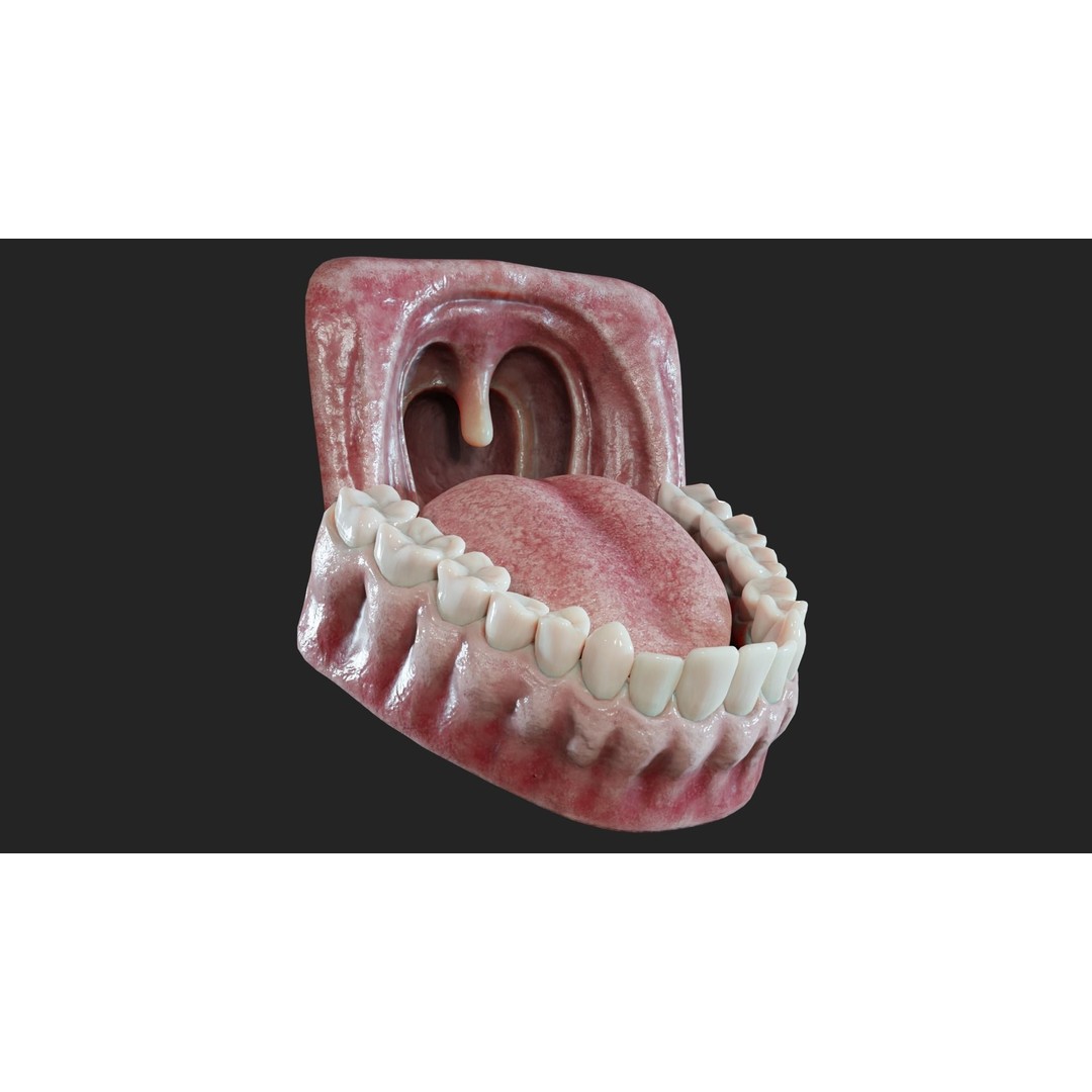 Realistic Mouth Jaw and Teeth 3D Model – Low Poly Game-Ready Asset, FBX - View 9