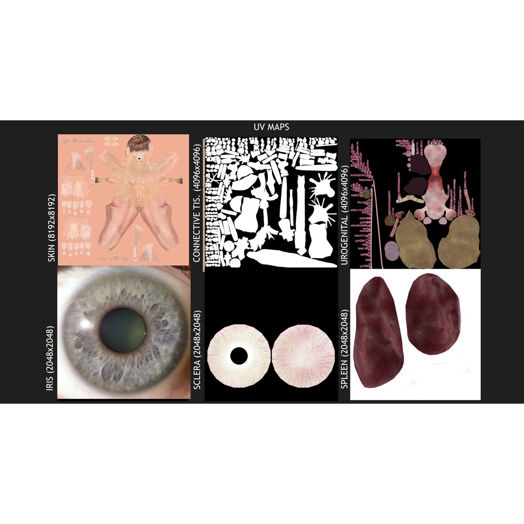 Full Body Anatomy 3D Model – Detailed Female & Male Anatomy, OBJ & FBX