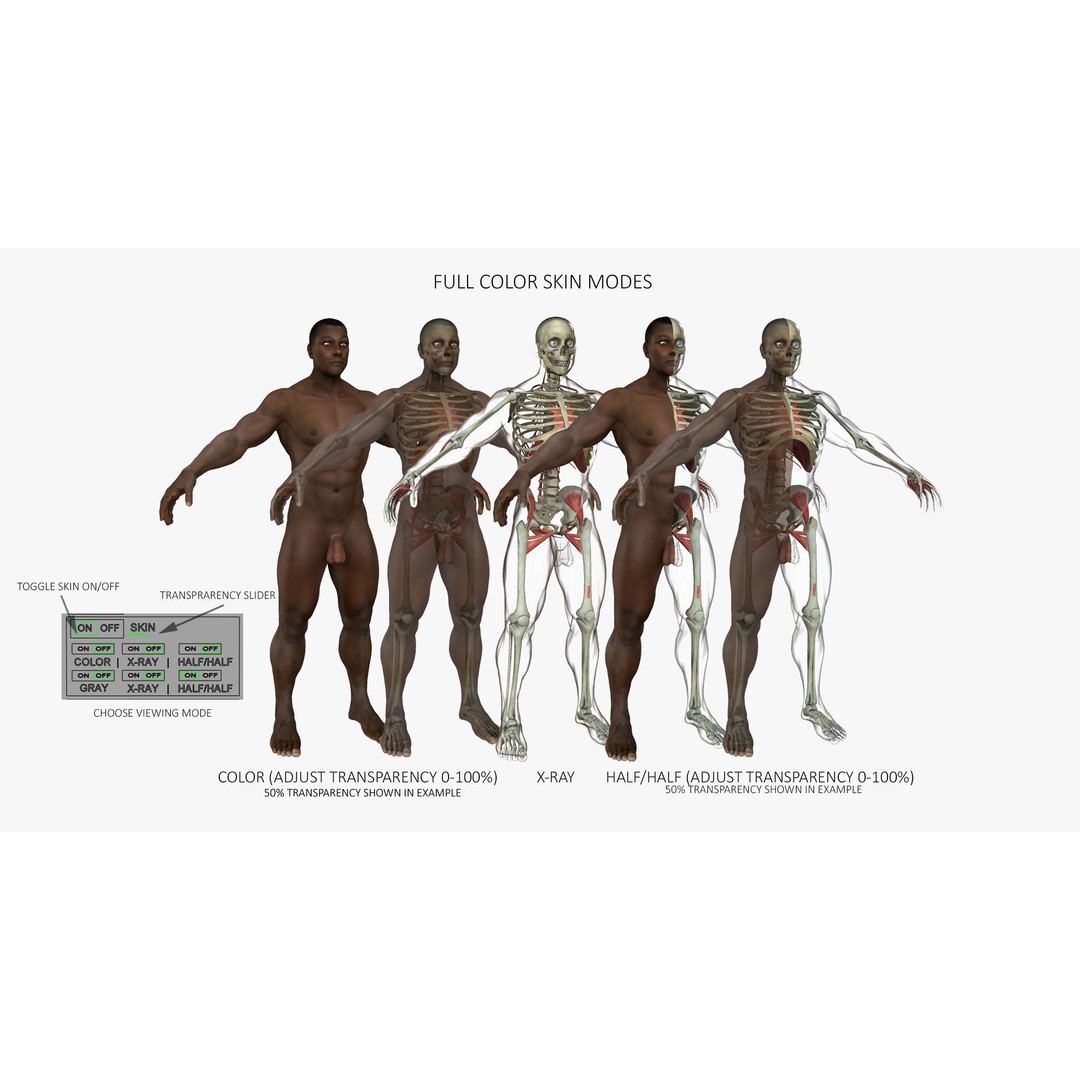 Full Body Anatomy 3D Model – Detailed Female & Male Anatomy, OBJ & FBX - View 10