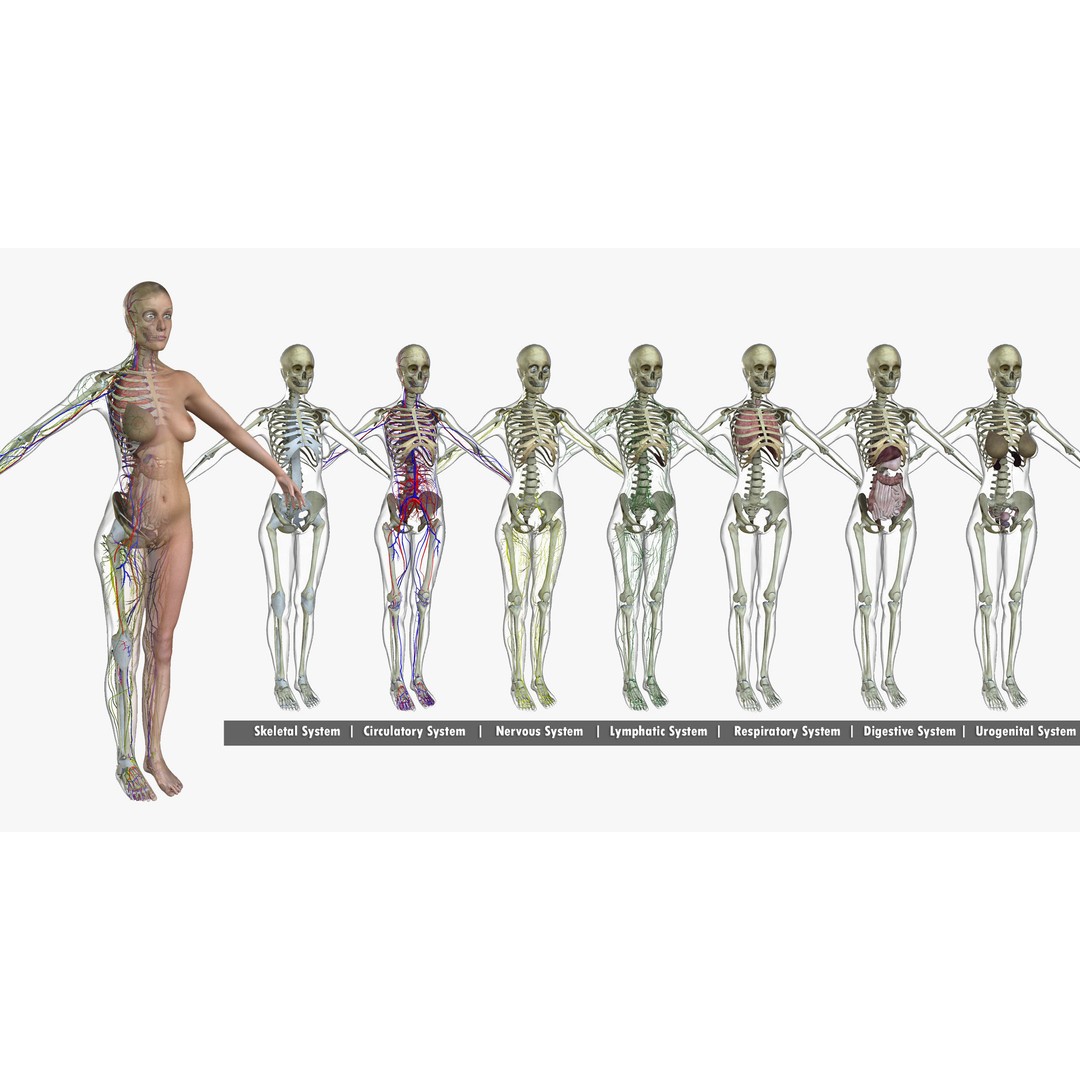 Full Body Anatomy 3D Model – Detailed Female & Male Anatomy, OBJ & FBX - View 12