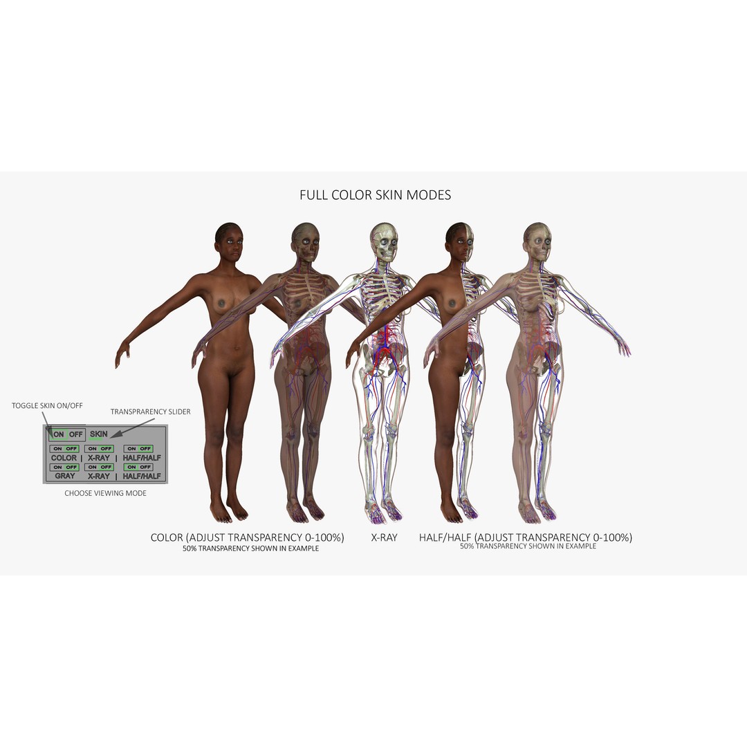 Full Body Anatomy 3D Model – Detailed Female & Male Anatomy, OBJ & FBX - View 15