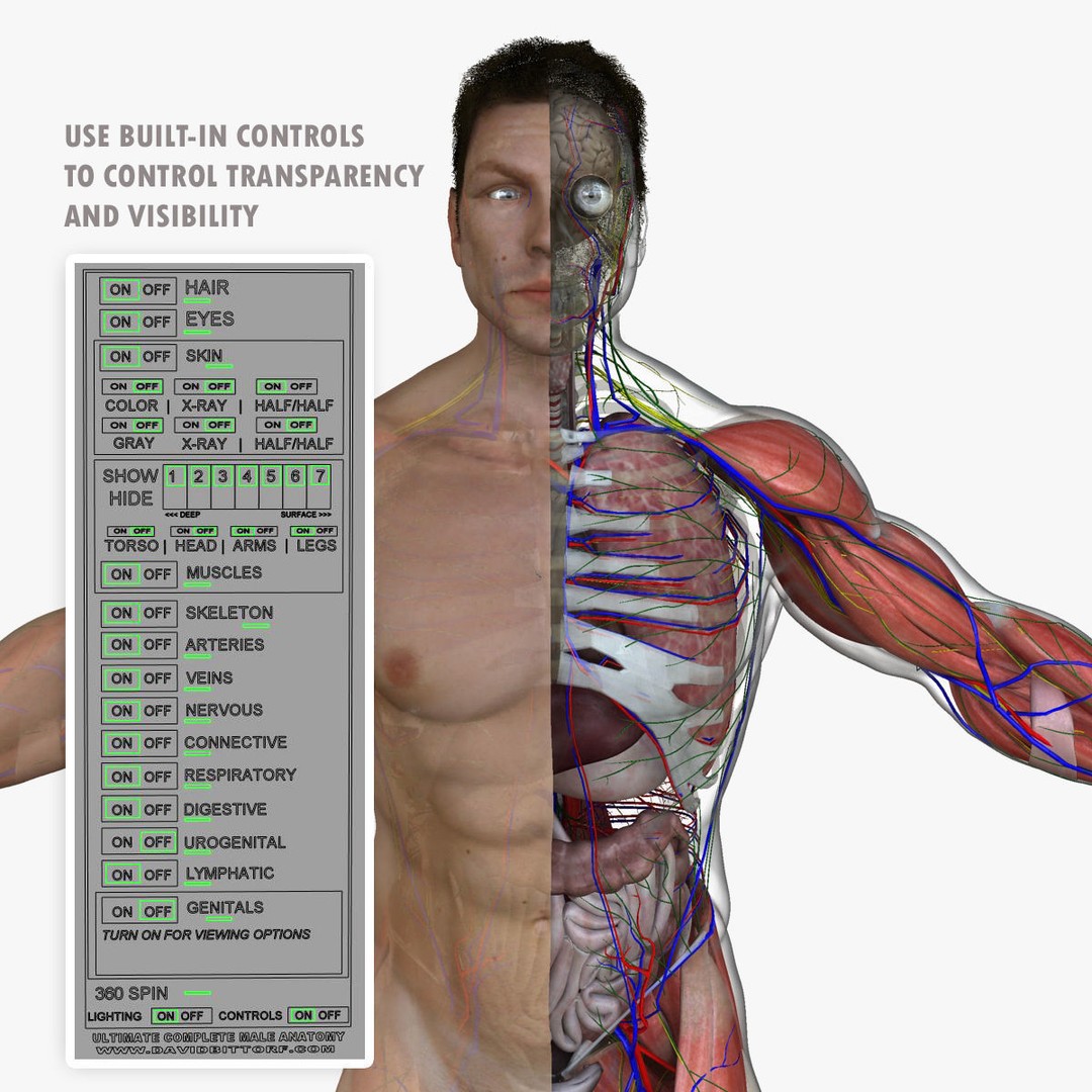 Full Body Anatomy 3D Model – Detailed Female & Male Anatomy, OBJ & FBX - View 16