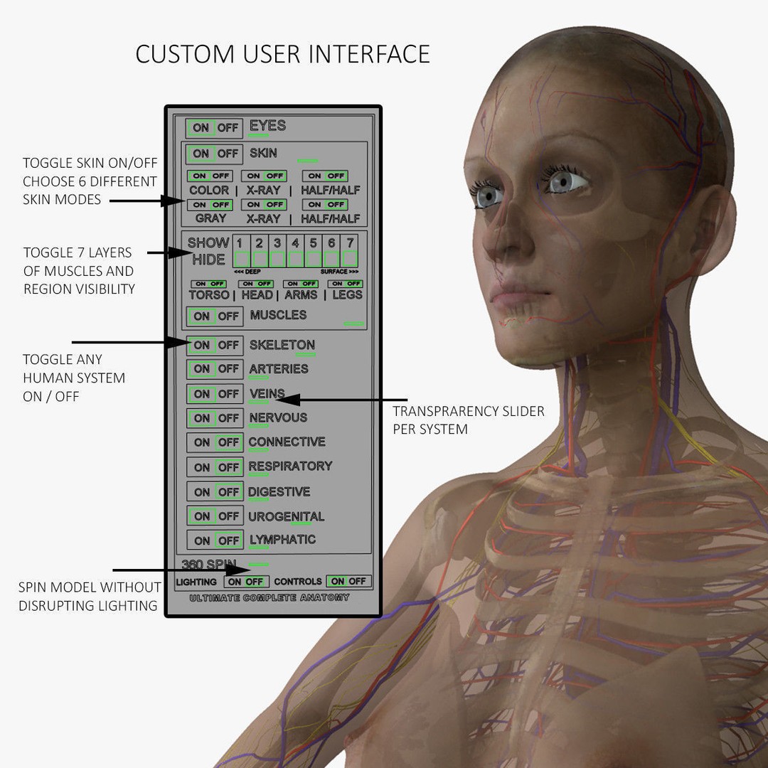 Full Body Anatomy 3D Model – Detailed Female & Male Anatomy, OBJ & FBX - View 17