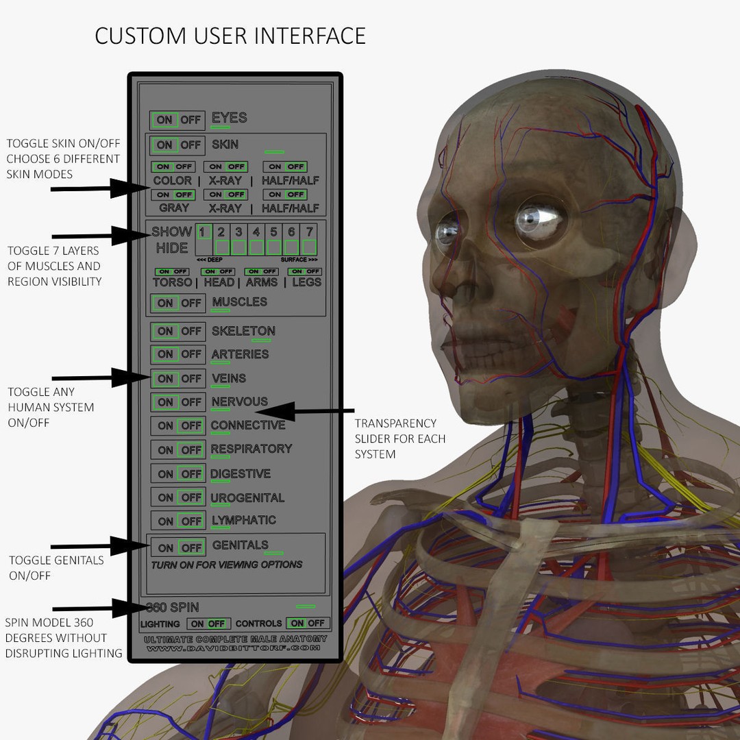 Full Body Anatomy 3D Model – Detailed Female & Male Anatomy, OBJ & FBX - View 18