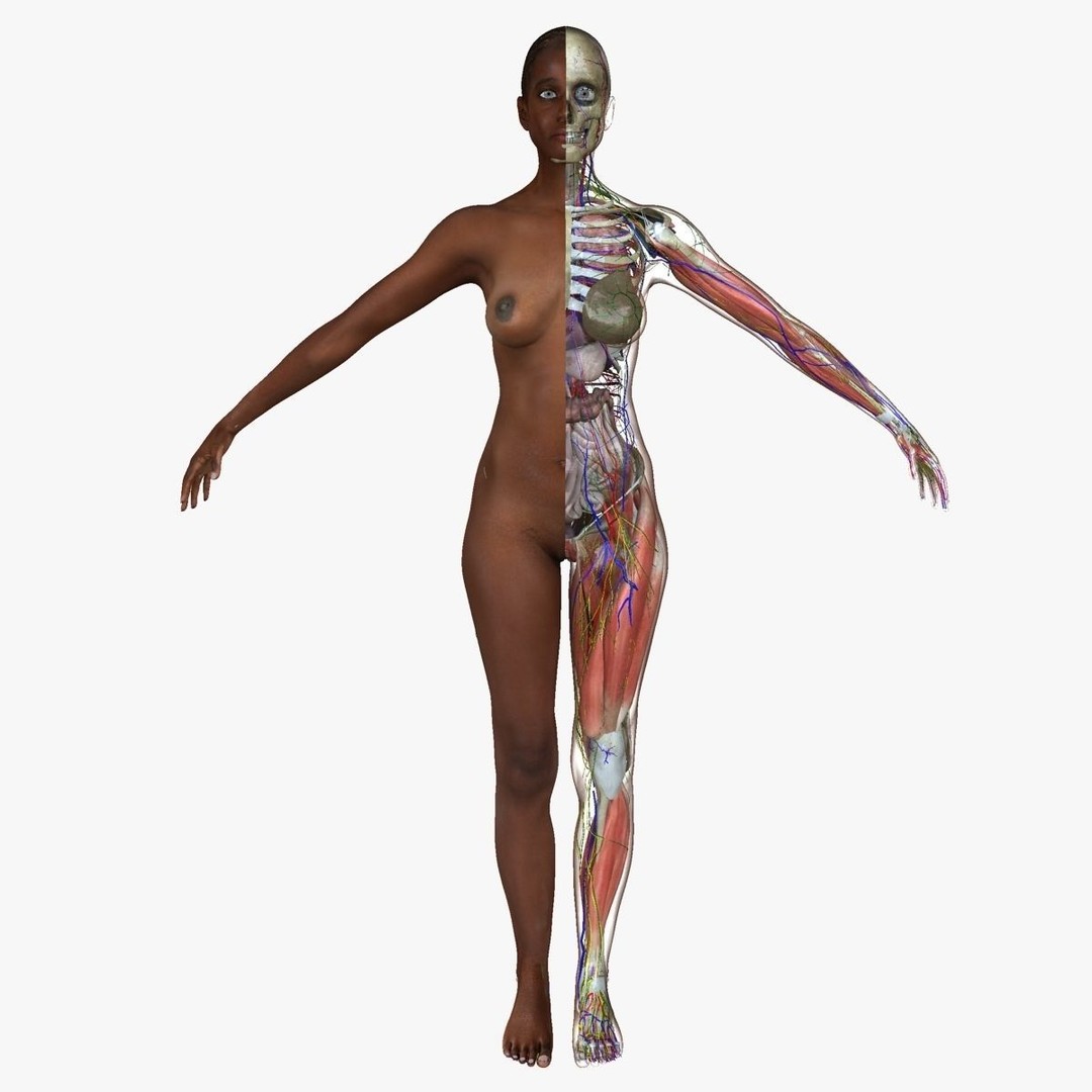 Full Body Anatomy 3D Model – Detailed Female & Male Anatomy, OBJ & FBX - View 19