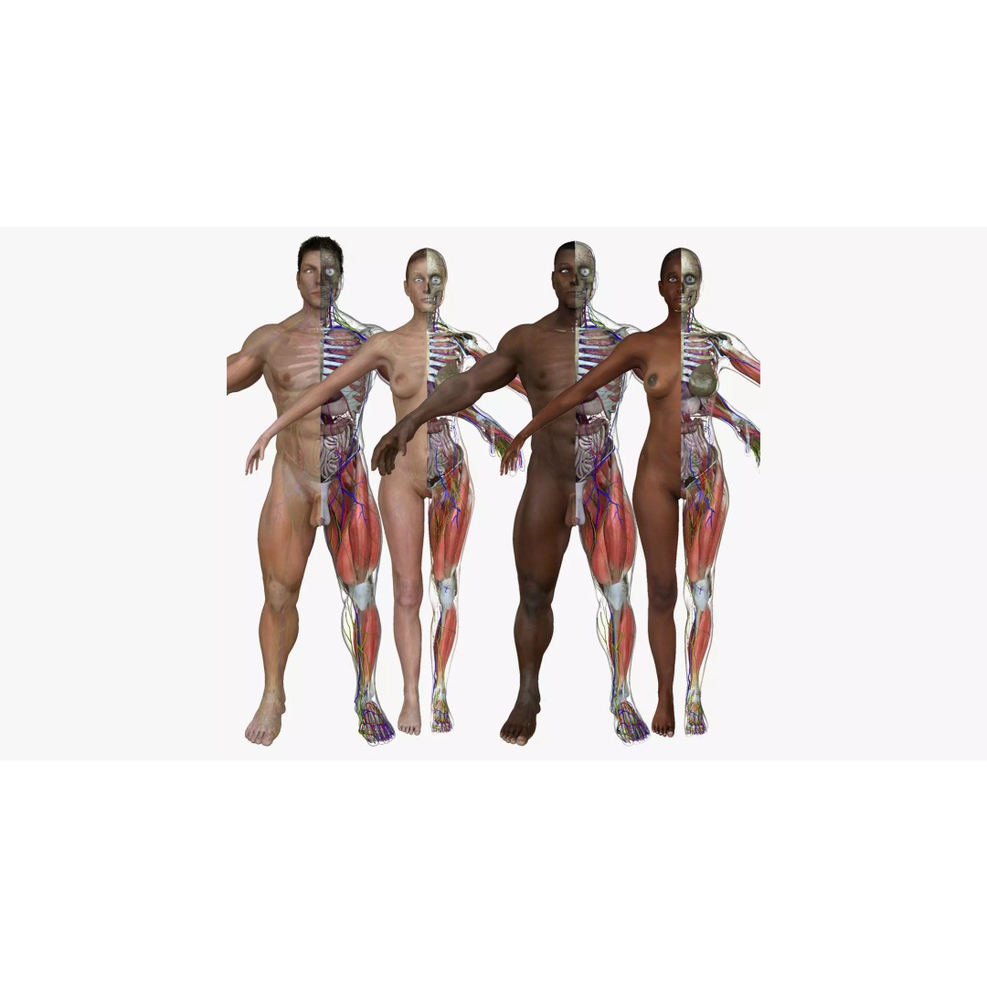 Full Body Anatomy 3D Model – Detailed Female & Male Anatomy, OBJ & FBX - View 2
