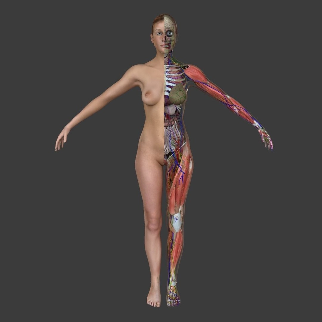 Full Body Anatomy 3D Model – Detailed Female & Male Anatomy, OBJ & FBX - View 20