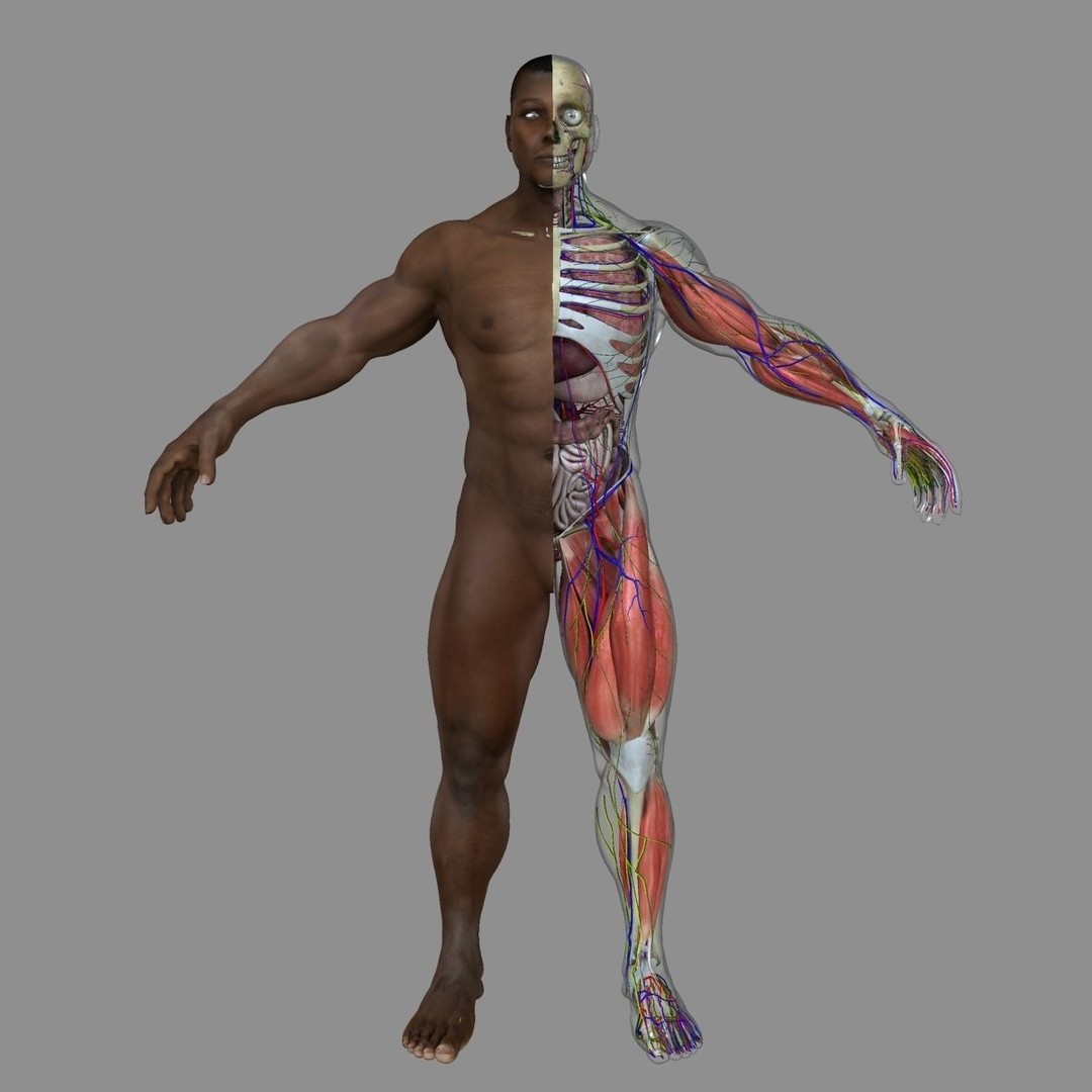 Full Body Anatomy 3D Model – Detailed Female & Male Anatomy, OBJ & FBX - View 21
