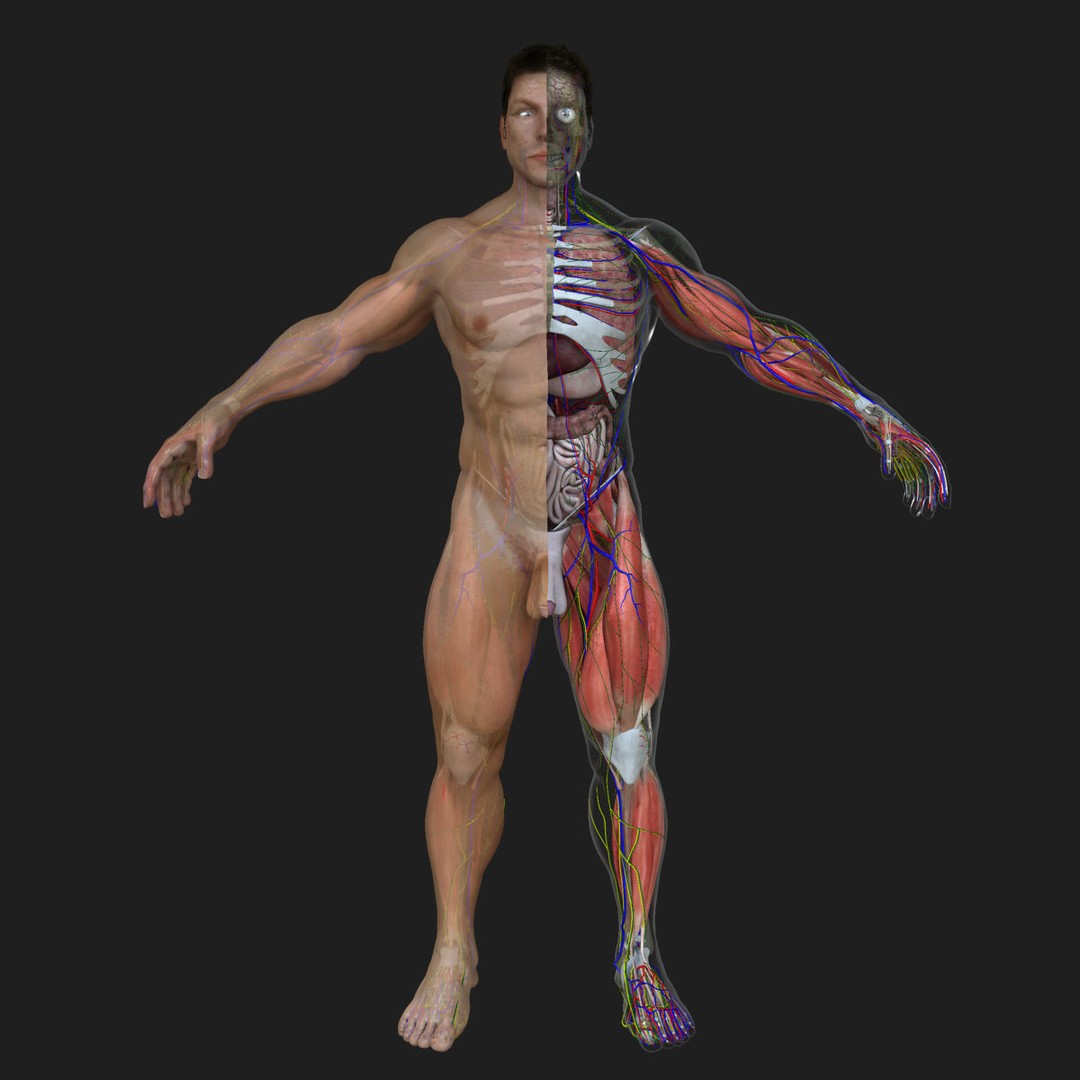Full Body Anatomy 3D Model – Detailed Female & Male Anatomy, OBJ & FBX - View 22