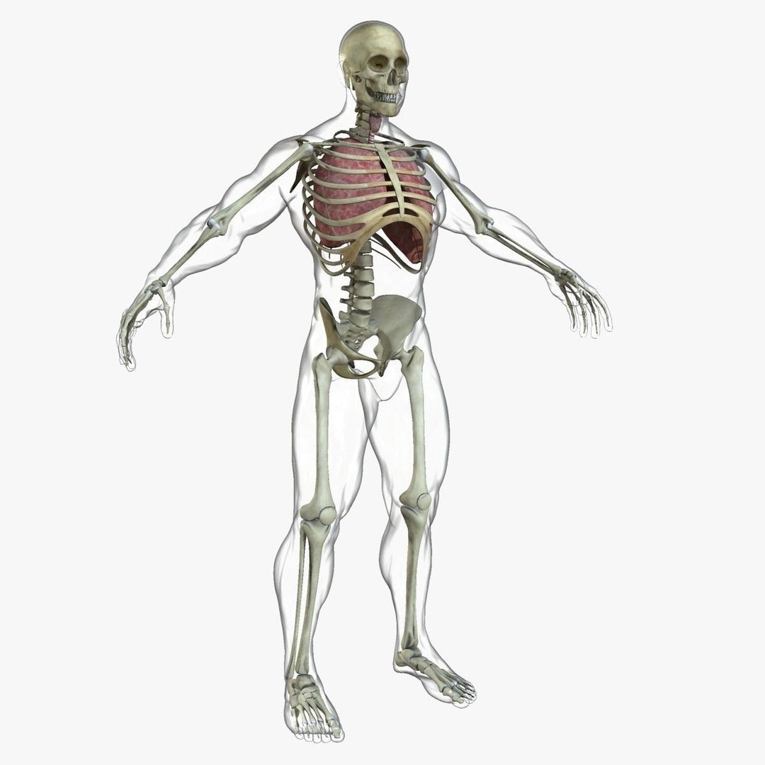 Full Body Anatomy 3D Model – Detailed Female & Male Anatomy, OBJ & FBX - View 24