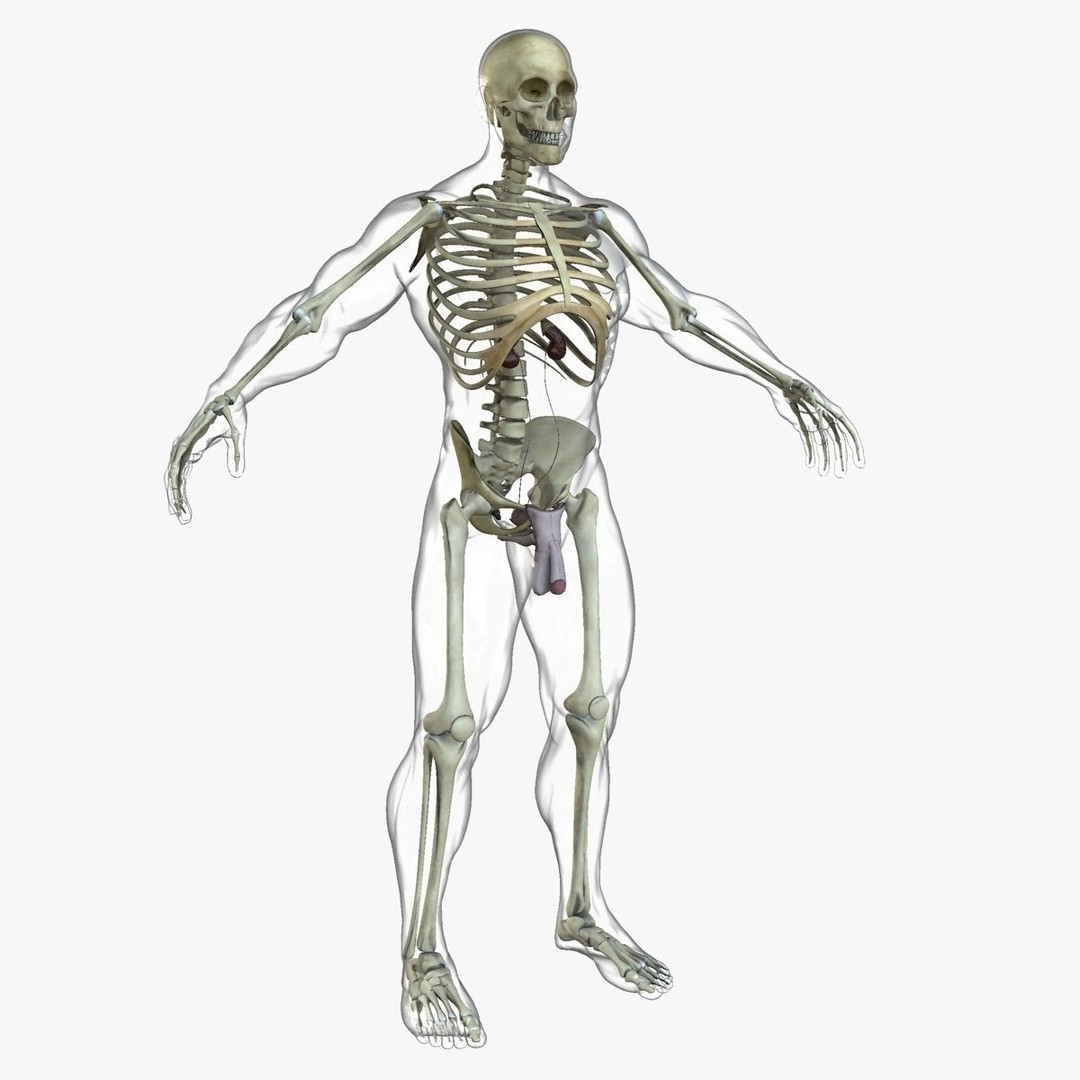 Full Body Anatomy 3D Model – Detailed Female & Male Anatomy, OBJ & FBX - View 26