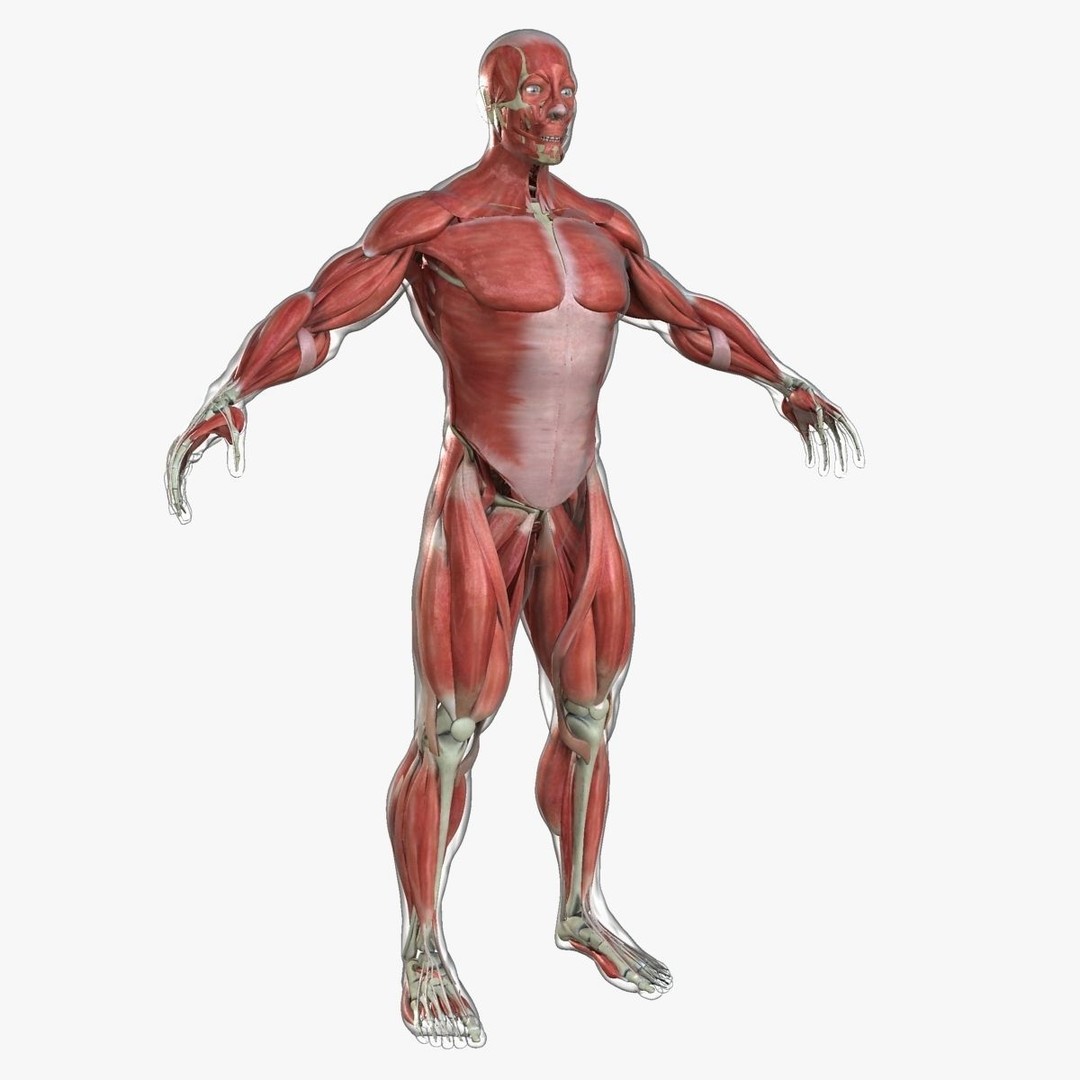 Full Body Anatomy 3D Model – Detailed Female & Male Anatomy, OBJ & FBX - View 27