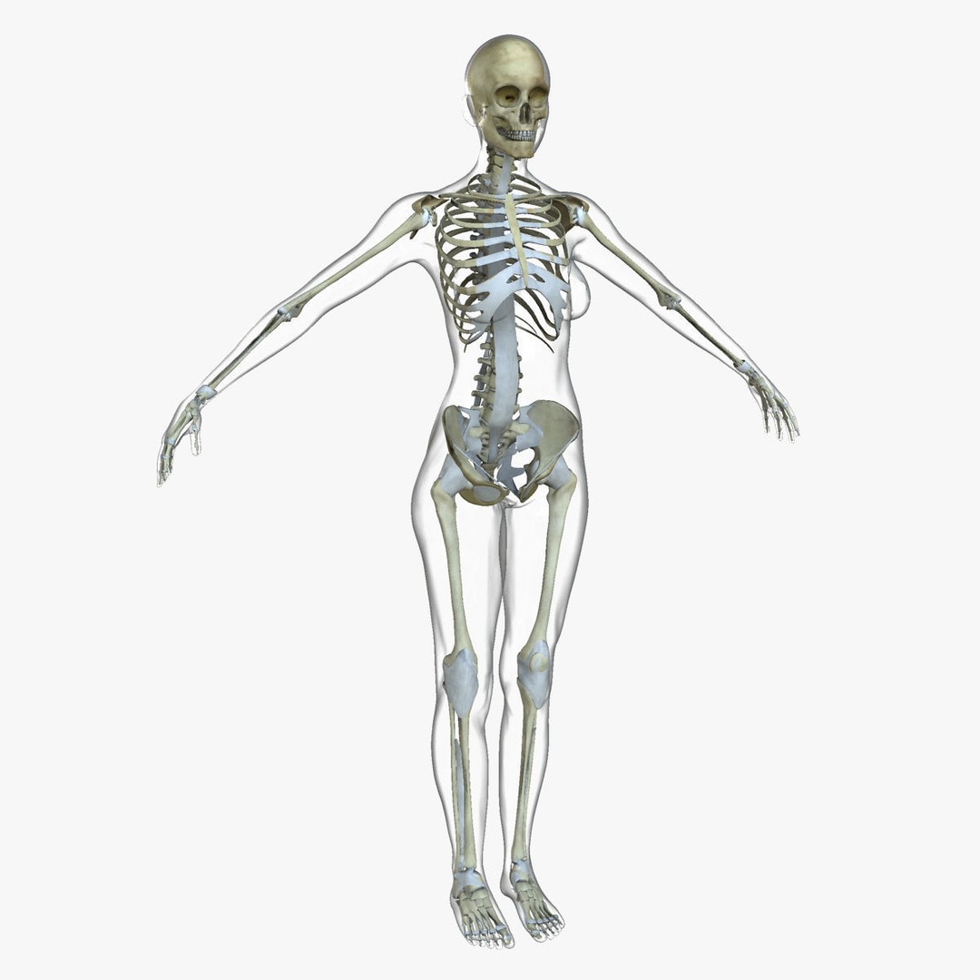 Full Body Anatomy 3D Model – Detailed Female & Male Anatomy, OBJ & FBX - View 28