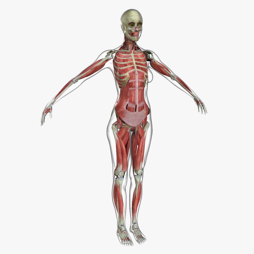 Full Body Anatomy 3D Model – Detailed Female & Male Anatomy, OBJ & FBX - View 29