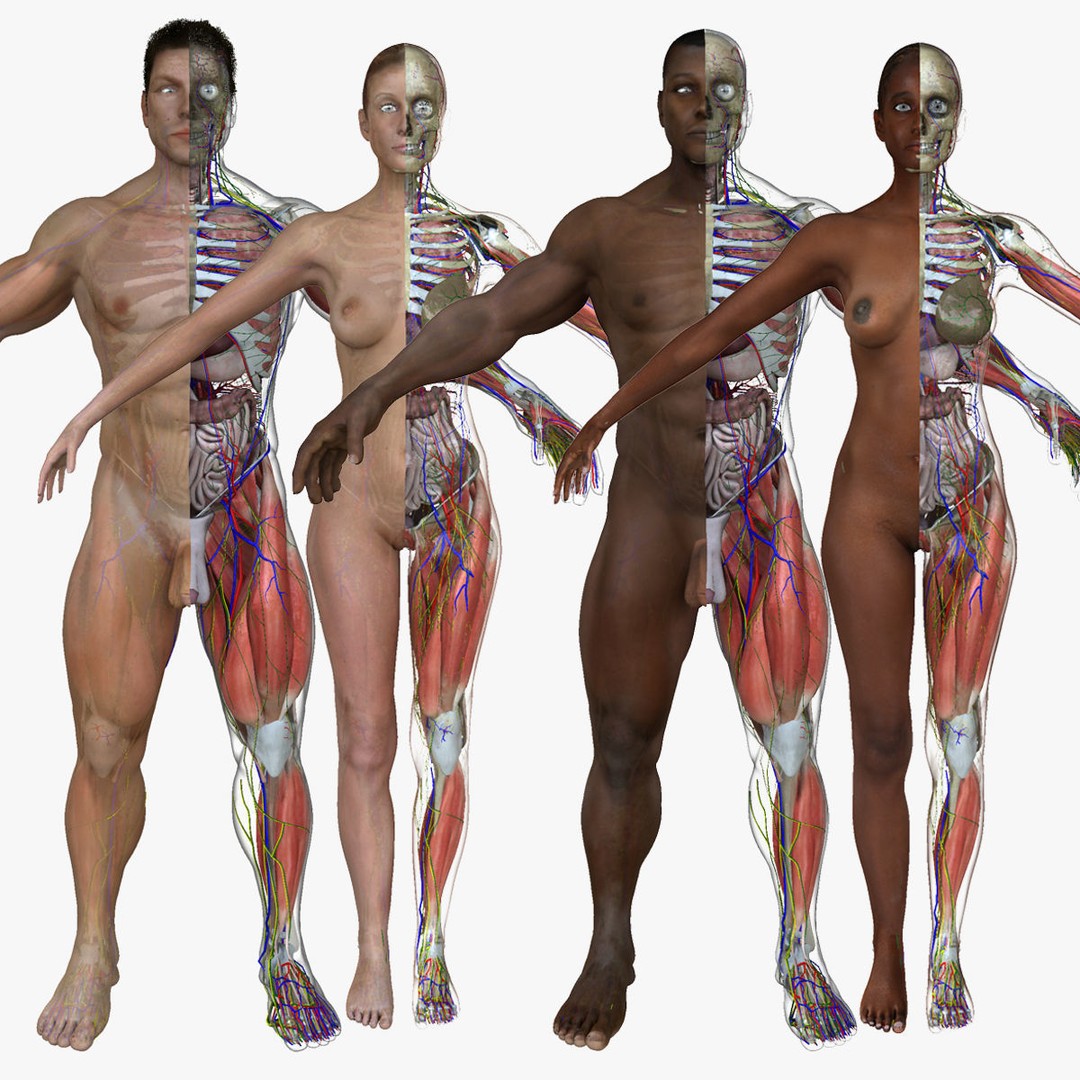 Full Body Anatomy 3D Model – Detailed Female & Male Anatomy, OBJ & FBX - View 3