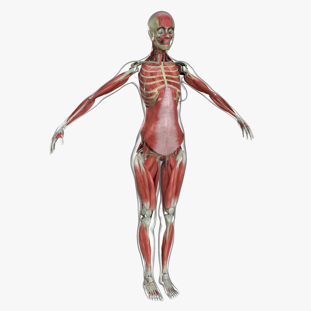 Full Body Anatomy 3D Model – Detailed Female & Male Anatomy, OBJ & FBX - View 30