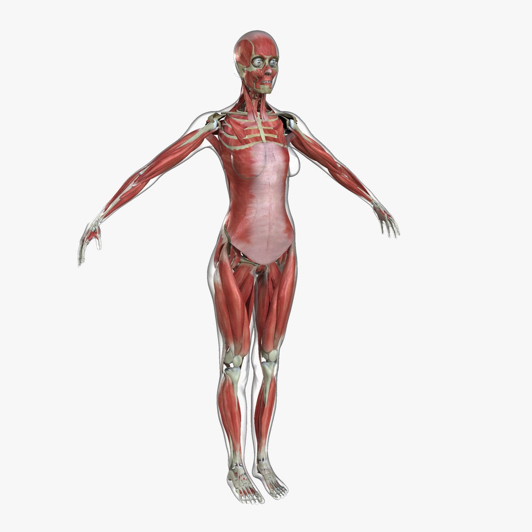 Full Body Anatomy 3D Model – Detailed Female & Male Anatomy, OBJ & FBX - View 31