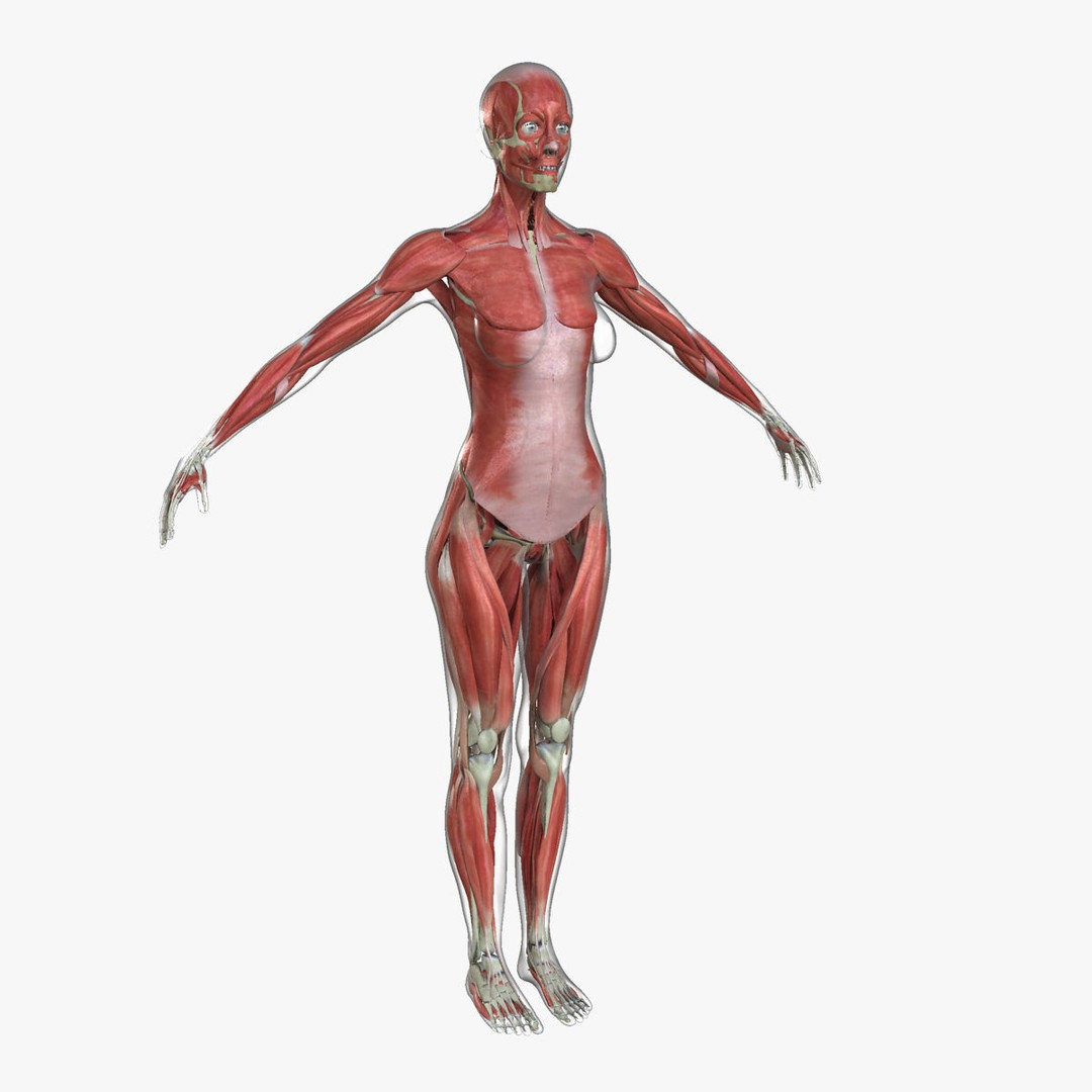 Full Body Anatomy 3D Model – Detailed Female & Male Anatomy, OBJ & FBX - View 32
