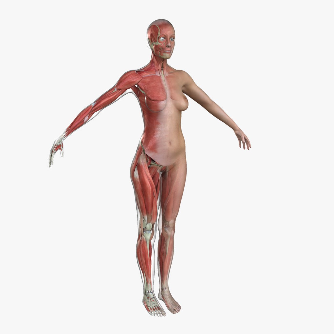 Full Body Anatomy 3D Model – Detailed Female & Male Anatomy, OBJ & FBX - View 33