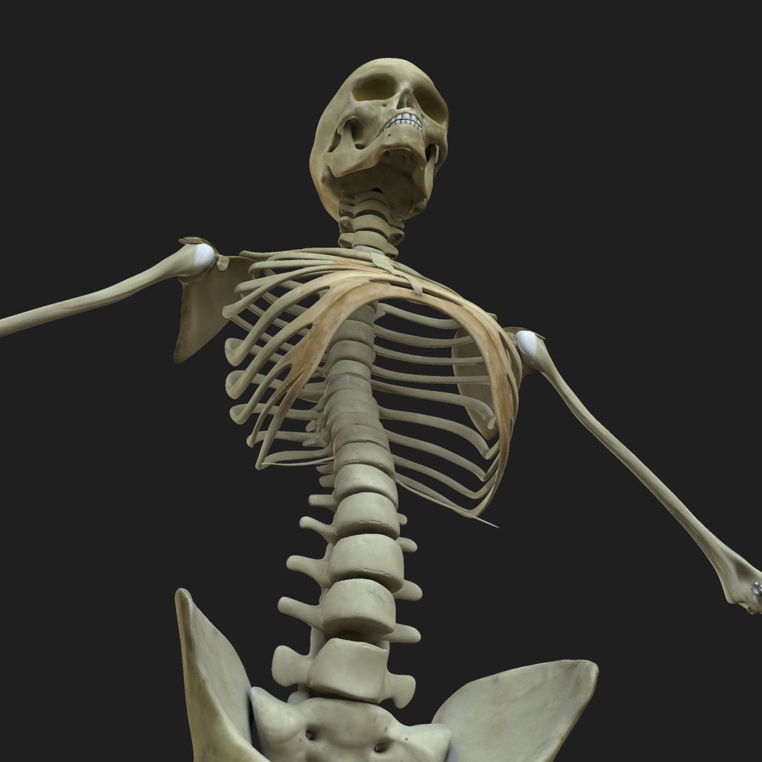 Full Body Anatomy 3D Model – Detailed Female & Male Anatomy, OBJ & FBX - View 37