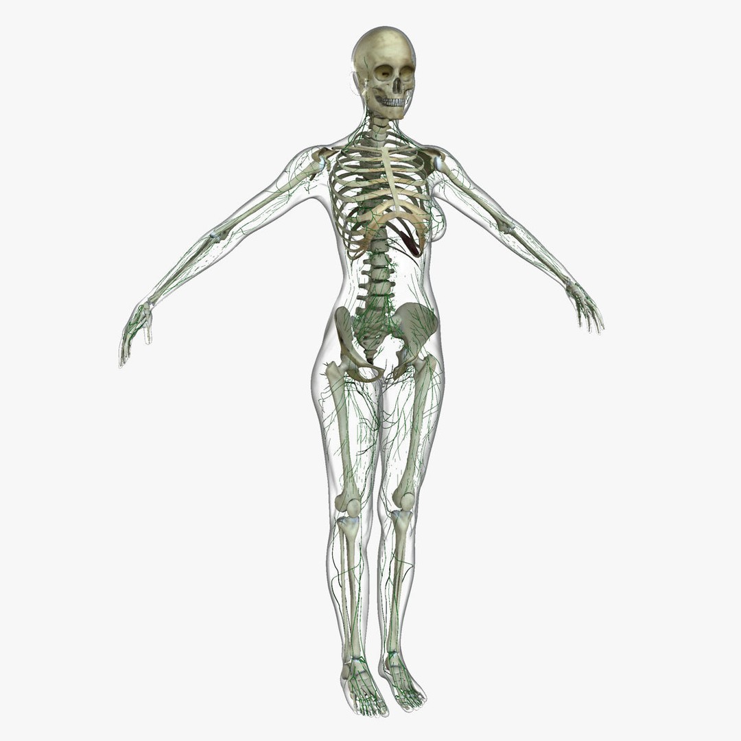Full Body Anatomy 3D Model – Detailed Female & Male Anatomy, OBJ & FBX - View 39