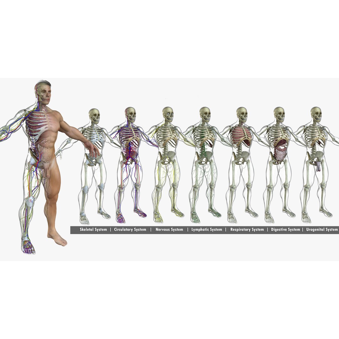 Full Body Anatomy 3D Model – Detailed Female & Male Anatomy, OBJ & FBX - View 4