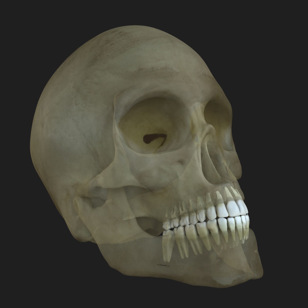 Full Body Anatomy 3D Model – Detailed Female & Male Anatomy, OBJ & FBX - View 40