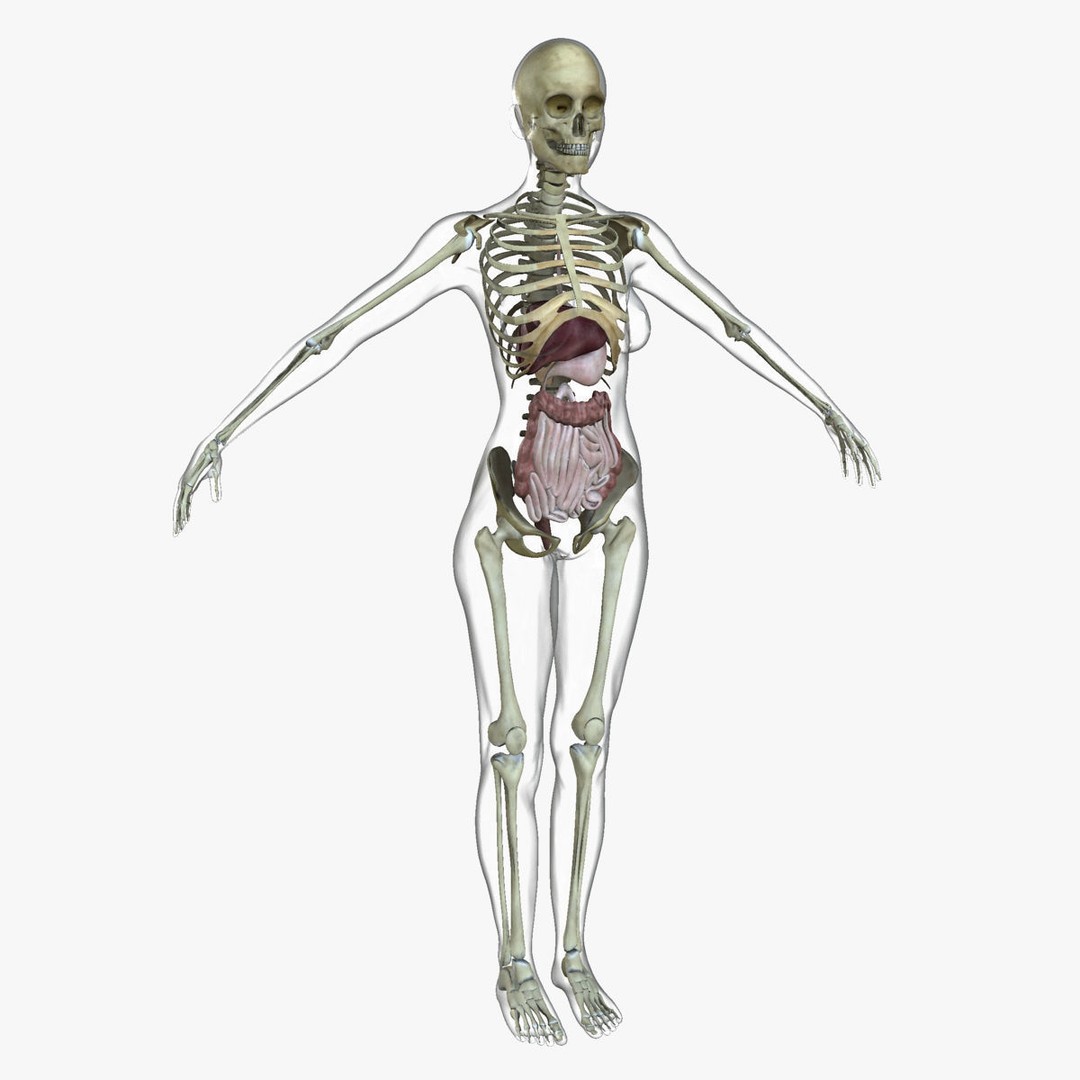Full Body Anatomy 3D Model – Detailed Female & Male Anatomy, OBJ & FBX - View 41