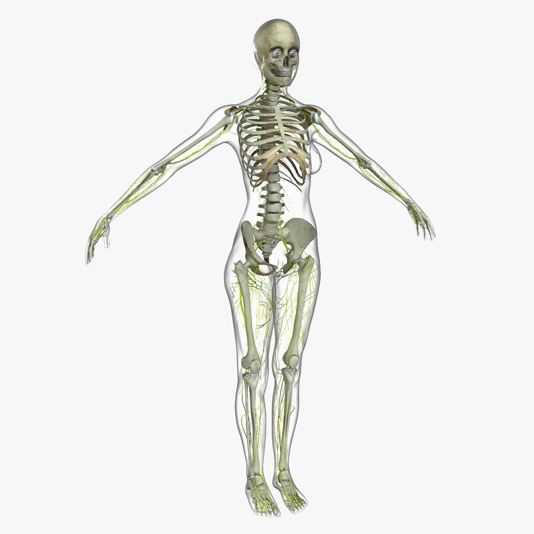 Full Body Anatomy 3D Model – Detailed Female & Male Anatomy, OBJ & FBX - View 43