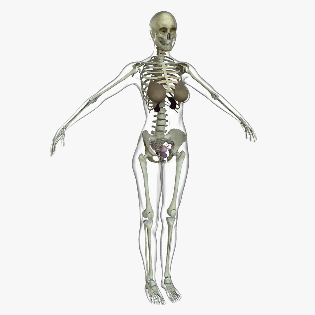 Full Body Anatomy 3D Model – Detailed Female & Male Anatomy, OBJ & FBX - View 44