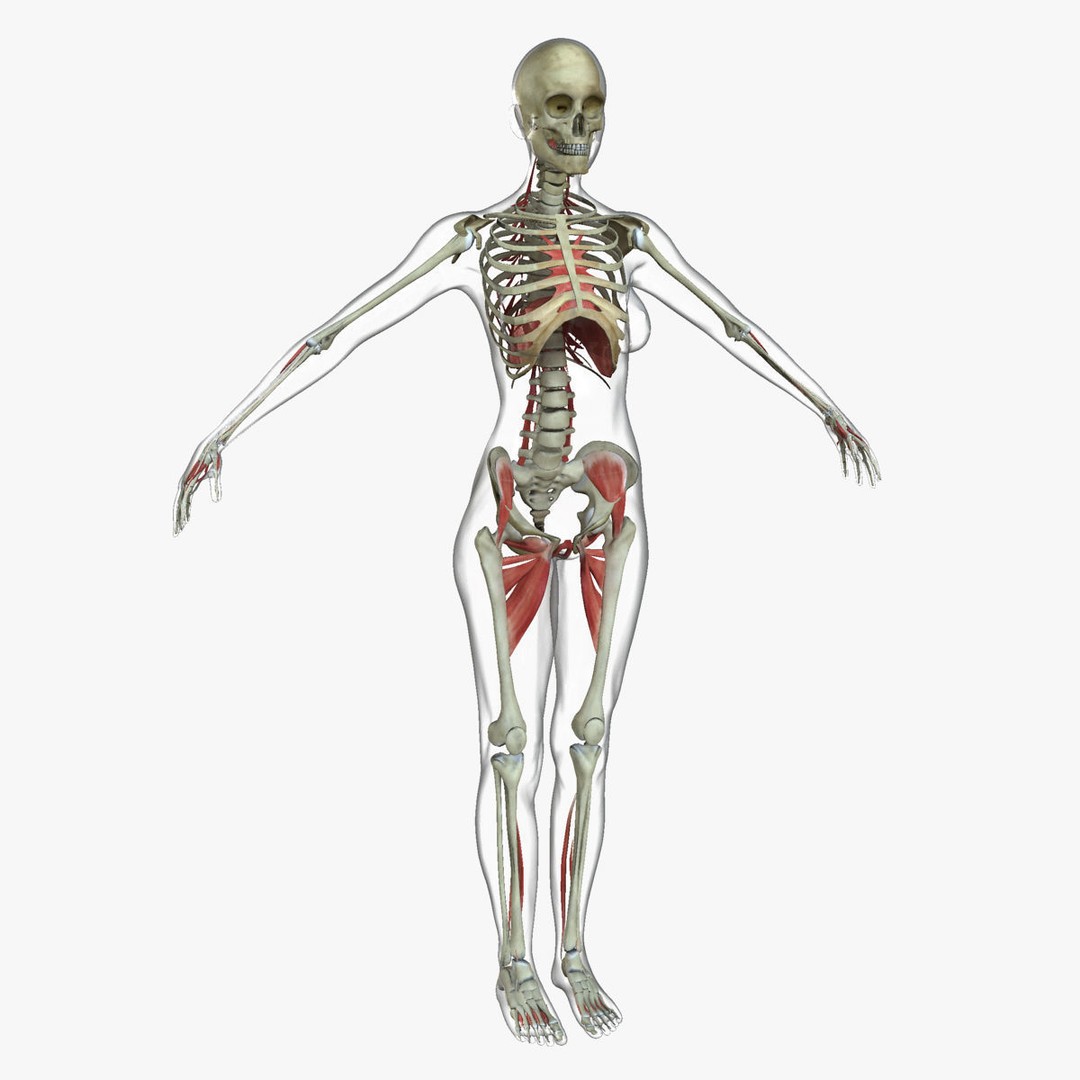 Full Body Anatomy 3D Model – Detailed Female & Male Anatomy, OBJ & FBX - View 46