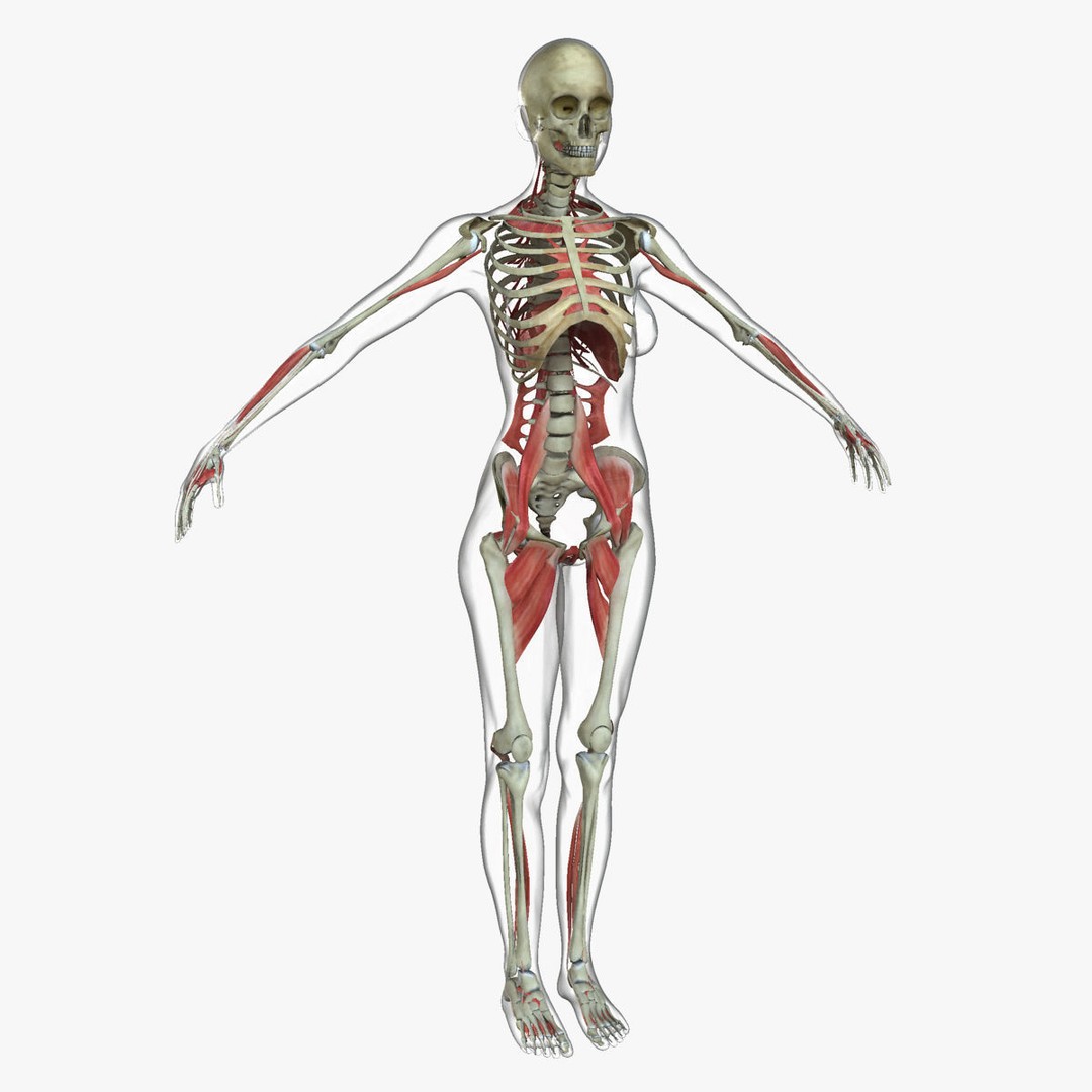 Full Body Anatomy 3D Model – Detailed Female & Male Anatomy, OBJ & FBX - View 47